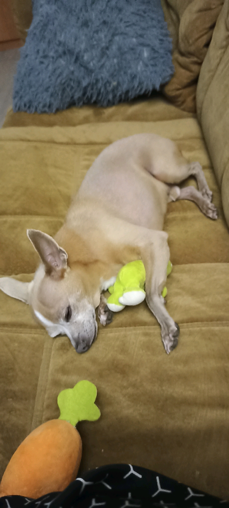 A tan-colored dog, possibly a Chihuahua mix, is resting on a mustard-yellow sofa. The dog is lying on its side with its head resting on a bright green plush toy shaped like a frog. In the foreground, to the left of the dog, is an orange plush carrot toy with a green top. The dog appears to be asleep or resting comfortably. The background shows a dark blue fuzzy pillow and part of another sofa cushion. The scene is indoors, likely in a residential setting. The location is Votkinsk, Russia.