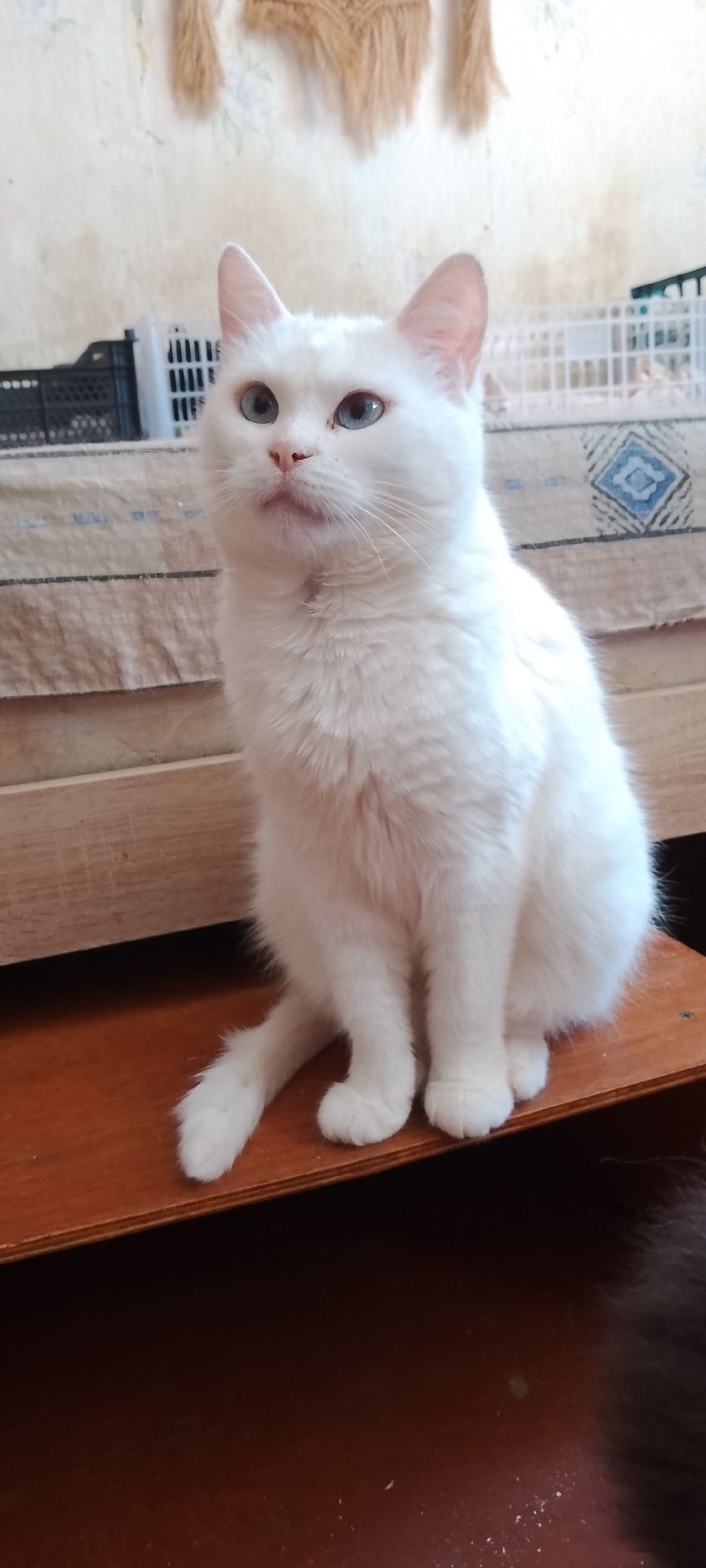 A white cat with blue eyes sits on a wooden surface in what appears to be an indoor setting. The cat is facing left, with its body oriented towards the viewer. Its tail is extended to the left, and its paws are neatly placed in front of it. In the background, a beige textile with a patterned border is visible, along with part of a wooden structure. The wall behind the textile has a light texture and a decorative element. The lighting suggests an indoor environment, possibly a room in a residential building. The image does not provide any specific information about the city of Belgorod, Russia, or any contextual details that could place it in that location.