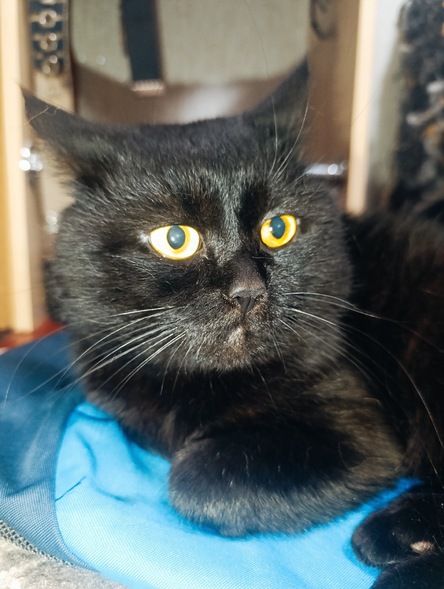 A close-up shot captures a black cat with bright yellow eyes lying on a blue fabric surface. The cat's fur is sleek and dark, with long white whiskers fanned out from its muzzle. Its ears are pointed upwards, and its gaze is directed slightly off-camera. The background is softly blurred, showing indistinct objects that appear to be indoors, possibly shelves or furniture. The lighting suggests an indoor setting with artificial light. There are no people visible in the image. The scene is forensic and matter-of-fact, with no indication of any specific location within Zlatopil, Ukraine, or any particular action or interaction beyond the cat's resting state.