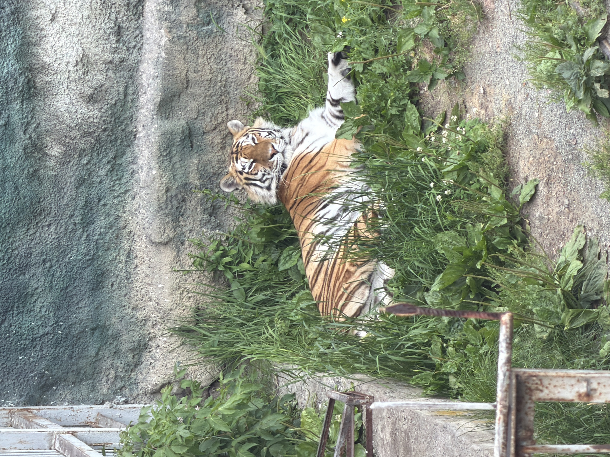 A tiger lies down on the grass near a concrete wall. The tiger is orange with black stripes. It is looking at the camera with its eyes closed. The wall is gray and has green moss on it. There is also some green vegetation around the tiger. The scene appears to be in an enclosure, possibly a zoo.