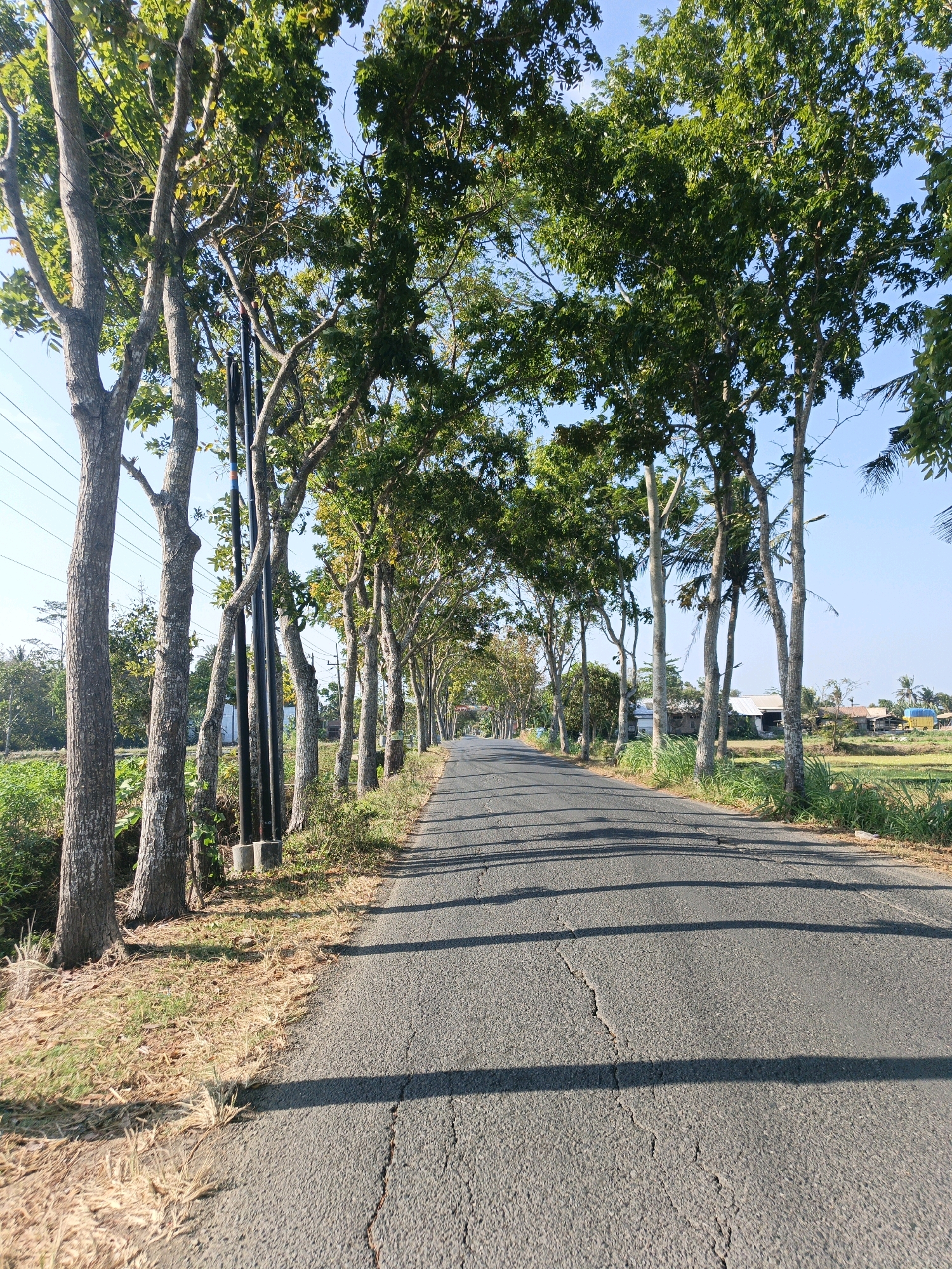 The image depicts a paved road lined with trees on both sides, extending into the distance under a clear blue sky. The road appears to be in a rural or semi-rural area, possibly in Kalipurwo, Indonesia, given the vegetation and style of buildings visible in the background. The trees are tall with dense green foliage, casting shadows on the road. The road surface is asphalt and shows signs of cracking. On the left side of the road, there are utility poles with wires. To the right of the road, there are fields that resemble rice paddies, and some simple structures or houses can be seen. The overall scene is one of a sunlit day in a tropical or subtropical region. There are no people or vehicles visible in the frame.