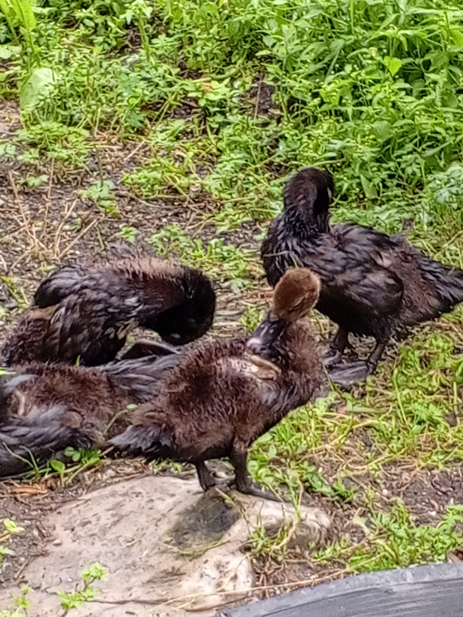 Four dark-feathered ducklings huddle together on the ground amidst lush green vegetation and dry leaves. One duckling in the foreground is partially obscured, with only its back and head visible, its head turned down as if grooming or resting. Another duckling is positioned to its left, facing away and appearing to be lying down. A third duckling, to the right of the first, is also partially visible, with its back to the viewer. The largest duckling stands in the background, facing left, with its head tilted down. The ground is a mixture of dirt, small rocks, and scattered dry grass and twigs. The overall scene is outdoors, with a focus on the ducklings and their immediate environment.