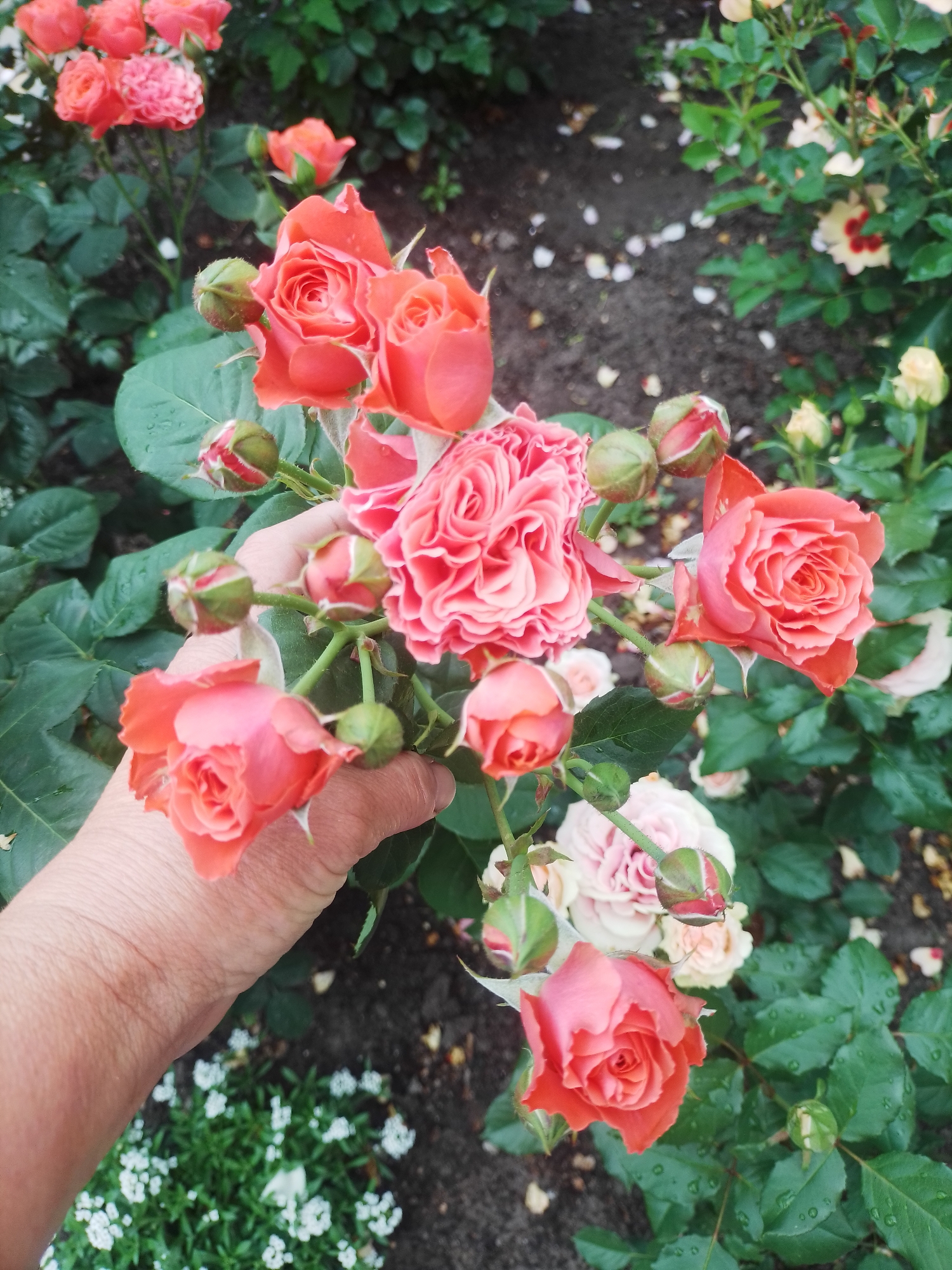 The image captures a close-up view of a hand holding a bouquet of vibrant coral-pink roses in an outdoor setting. The roses are in various stages of bloom, with some fully open and others still in bud. The hand, likely belonging to a person, is gently supporting the delicate flowers. In the background, other roses in shades of pink and cream are visible, along with lush green foliage and dark soil, suggesting a garden environment. The presence of water droplets on the leaves indicates recent rain or watering. The scene is set in Myrhorod, Ukraine, a city known for its picturesque landscapes and horticultural beauty.