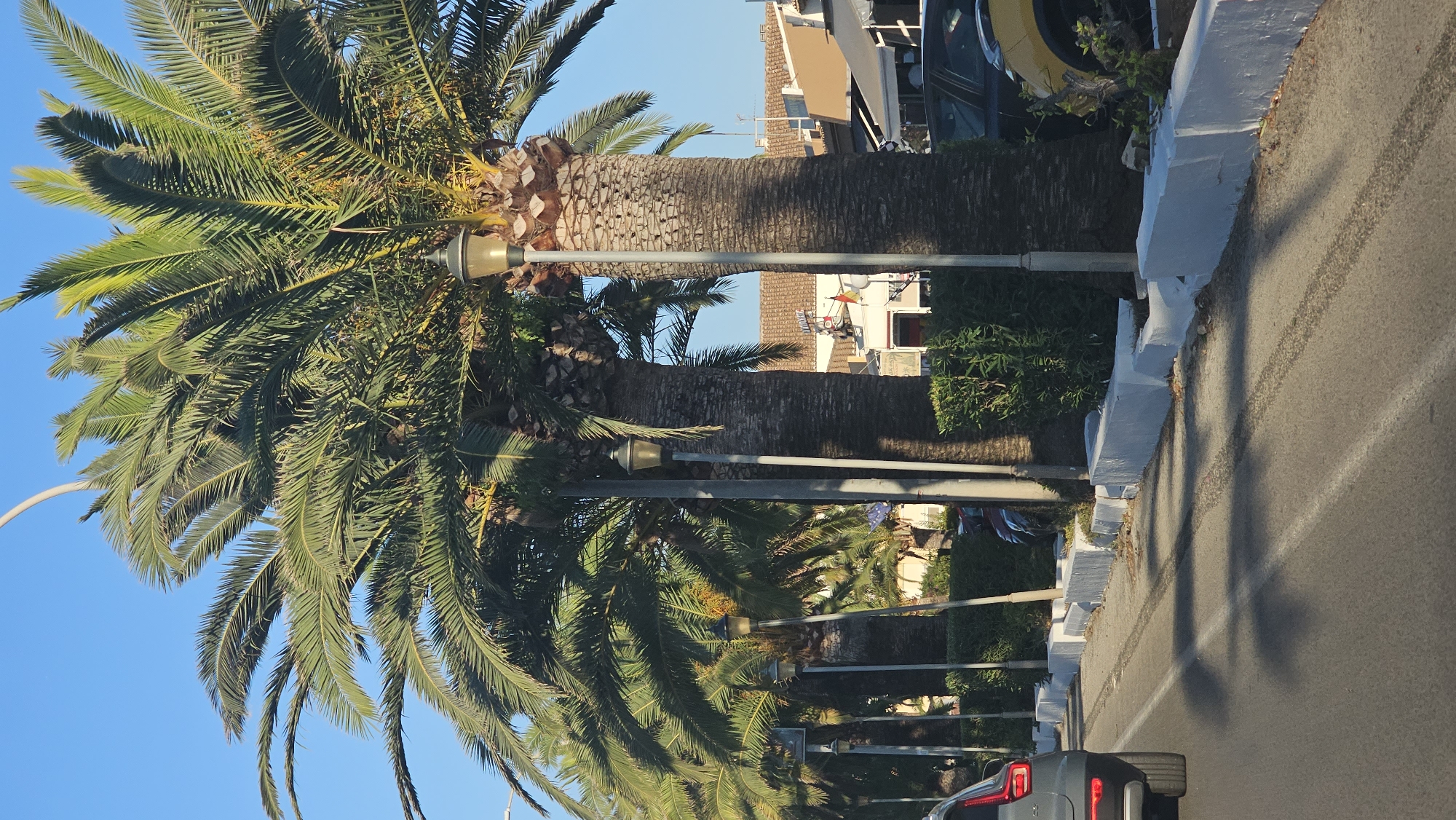 The image depicts a street scene in Les Marines, Spain, characterized by tall palm trees lining a paved road. The trees have thick, textured trunks and full green fronds, some of which cast shadows on the asphalt. Several lampposts are interspersed among the palm trees, with vintage-style lamps. The road has a white line marking the lane. A grey car is partially visible on the left, with its rear end in frame. White concrete planters with some greenery are situated along the sidewalk. In the background, buildings with terracotta roofs are visible, suggesting an urban or semi-urban environment. The sky is a clear, bright blue, indicating daytime.