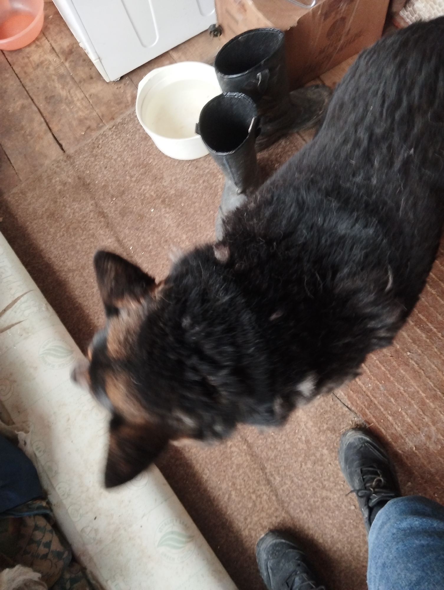 The image shows an indoor scene. A black and tan German Shepherd dog occupies the center of the frame, oriented diagonally from upper right to lower left. To the left of the dog is what appears to be a rolled-up mattress or cushion. In the upper left corner, there's a white appliance, possibly a washing machine, and several containers: a white bucket filled with a light-colored liquid and two black rubber boots. In the background, there's also a brown cardboard box. The bottom right corner of the image shows a person's leg wearing blue jeans and black athletic shoes. The environment appears to be a room with a brown floor. There is no specific information provided in the image to confirm the location is Votkinsk, Russia.