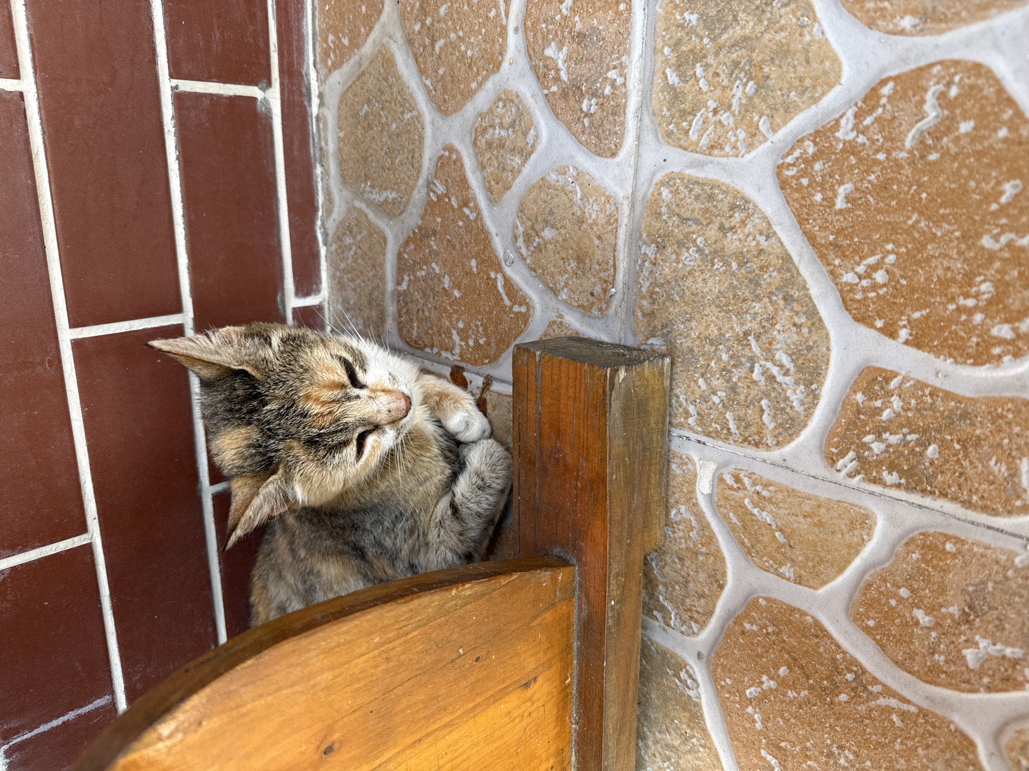 A calico kitten is resting on a textured tile floor, its eyes closed. The kitten is nestled beside a wooden object, possibly part of a bench or furniture. Behind the kitten, a red brick wall with white grout lines is visible. The flooring consists of irregularly shaped tiles in shades of brown and beige, with white grout. The lighting suggests it is daytime, and the scene appears to be outdoors or in a covered outdoor area. There are no people present. The location is the village of Ekzarh Antimovo, Bulgaria.