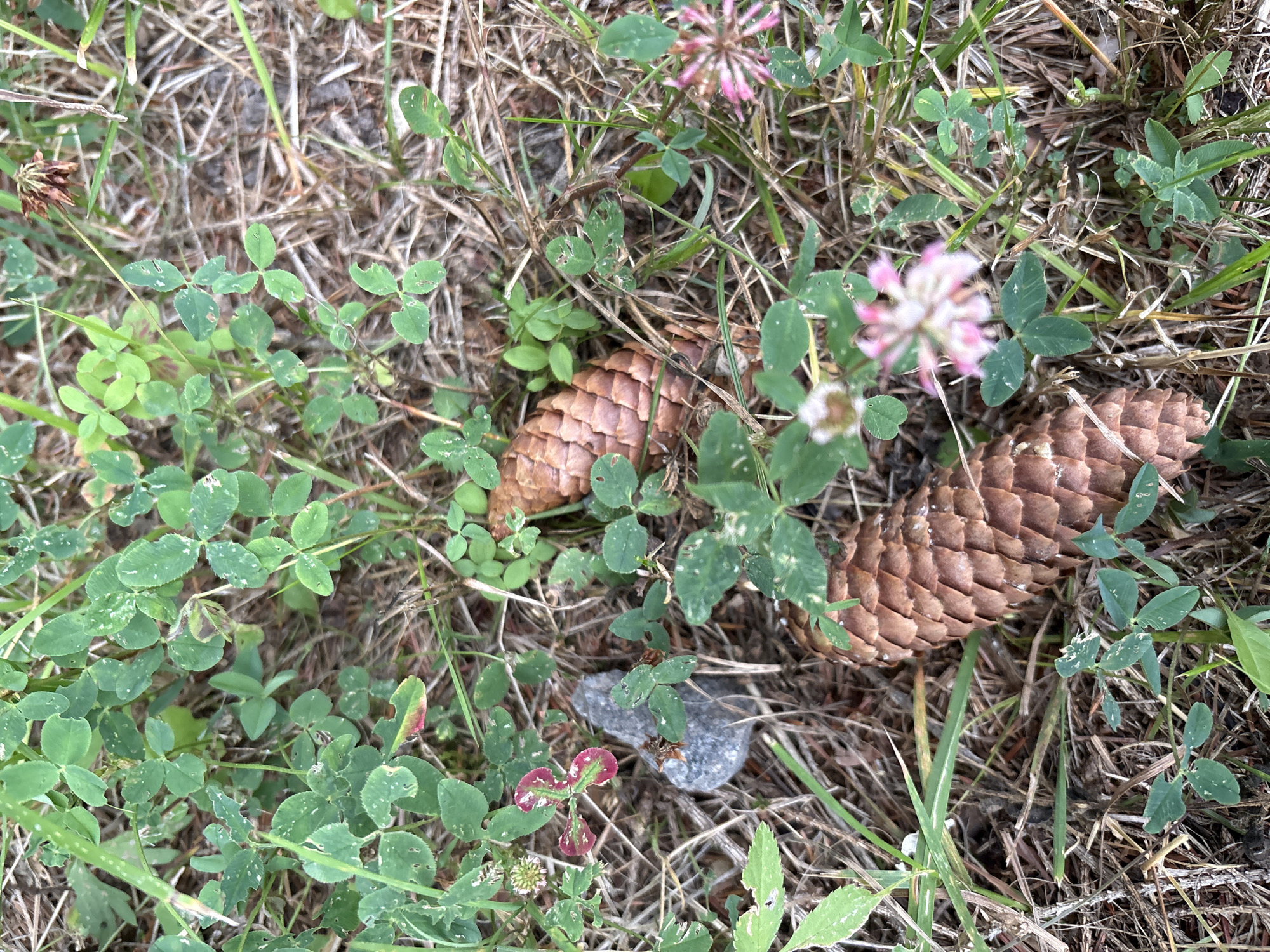 The image is a close-up, top-down view of two pine cones lying on the ground amidst clover and dry grass. The pine cones are brown and textured, with visible scales. The clover leaves are green, with some showing reddish markings. Small pink and white clover flowers are also present. A single gray stone is visible to the left of the frame. The overall environment suggests a natural outdoor setting, possibly a forest floor or a grassy area. The image was captured in Lyady, Russia. There are no people or animals visible in the scene.
