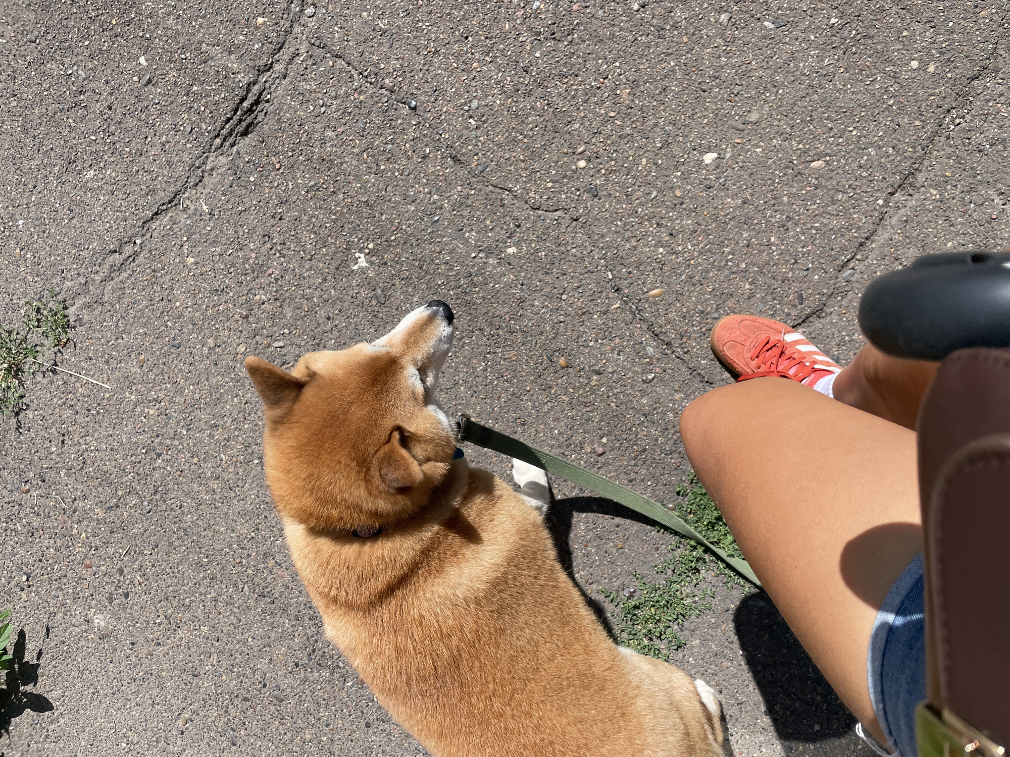 This image shows a person's legs and feet wearing denim shorts and orange sneakers, sitting on asphalt. A tan Shiba Inu dog is leashed and standing next to the person. The dog is wearing a blue collar. The ground is cracked asphalt with scattered pebbles and some green weeds growing through. The scene is outdoors on a sunny day, indicated by the shadows. The location is described as Zheleznogorsk, Russia.
