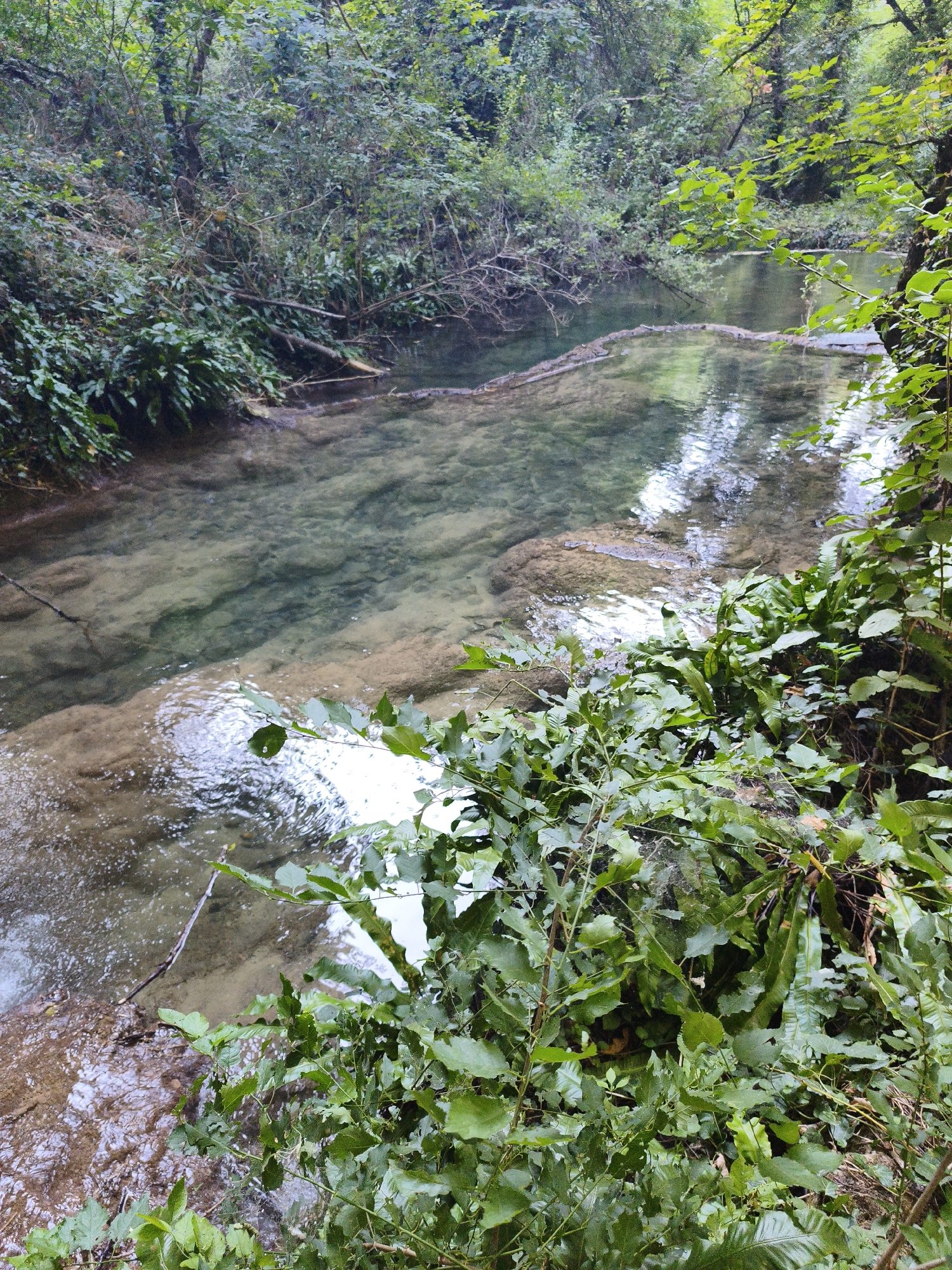 The image depicts a section of the Krushuna waterfalls in Krushuna, Bulgaria. A clear, shallow river flows over sandy and rocky terrain, with visible submerged stones. Lush green foliage, including ferns and broad-leafed plants, lines the banks of the river and extends into the background. The water is calm, reflecting the surrounding greenery and the overcast sky. There are no people or animals visible in the scene. The overall impression is one of a serene, natural environment.