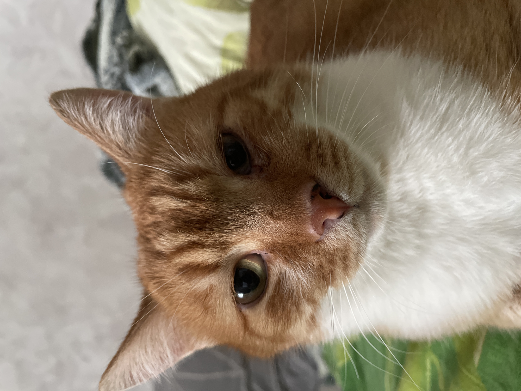 A close-up, angled shot focuses on a medium-sized orange and white cat. The cat's face is centered, with one ear visible on the left side of the frame. The cat has light green eyes, a pink nose, and white whiskers. The background appears to be a soft, patterned surface, possibly a blanket or bedding.
There is no information to suggest this image was taken in Krasnodar, Russia.