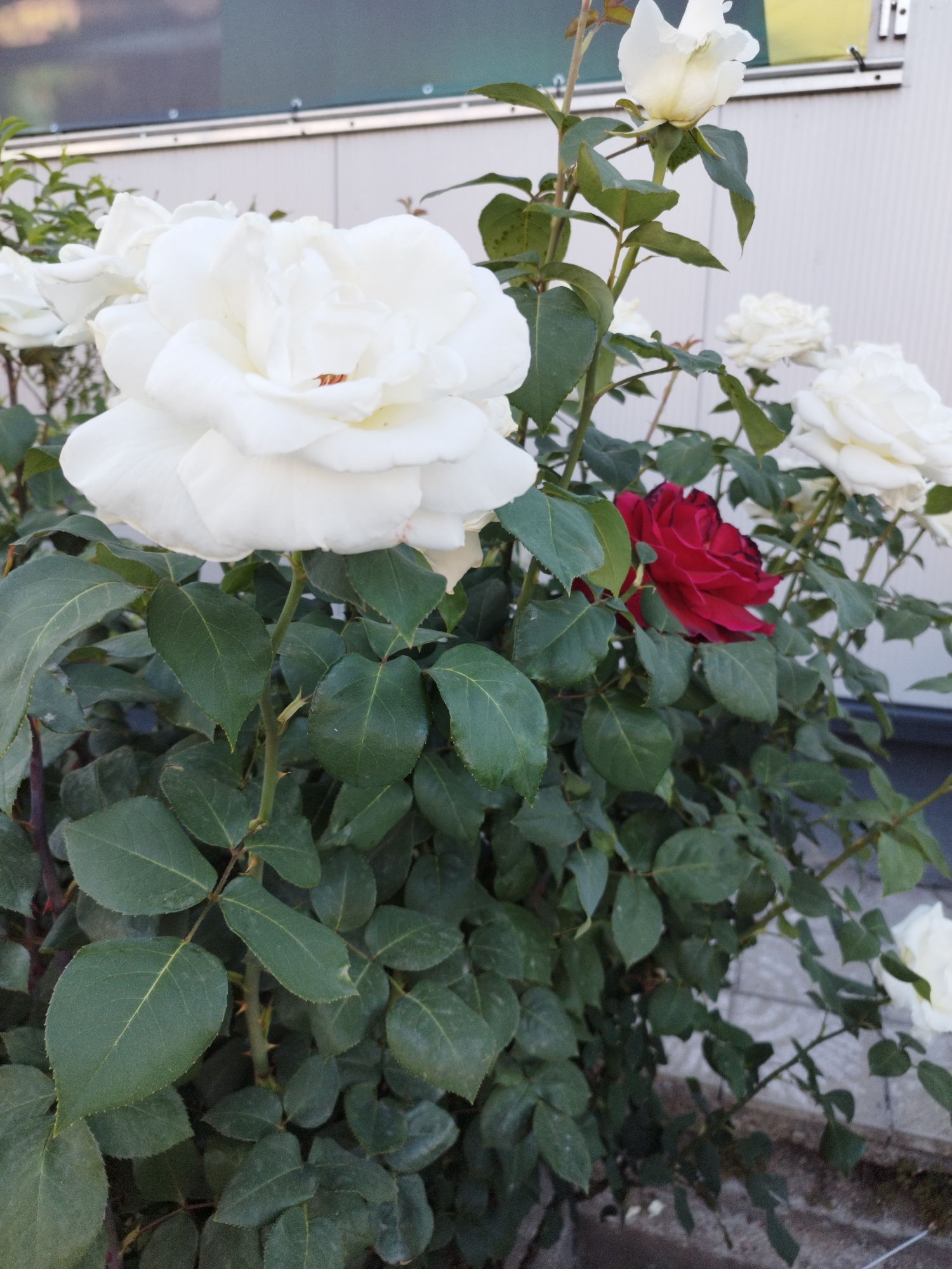A rose bush with predominantly white roses is in the foreground, with a single red rose partially obscured amongst the white blooms. The bush is densely covered with dark green leaves. A building with light grey or white siding is visible in the background. The location is assumed to be in Sofia, Bulgaria, but this cannot be confirmed without additional information. There are no people visible in the image. The scene appears to be outdoors.