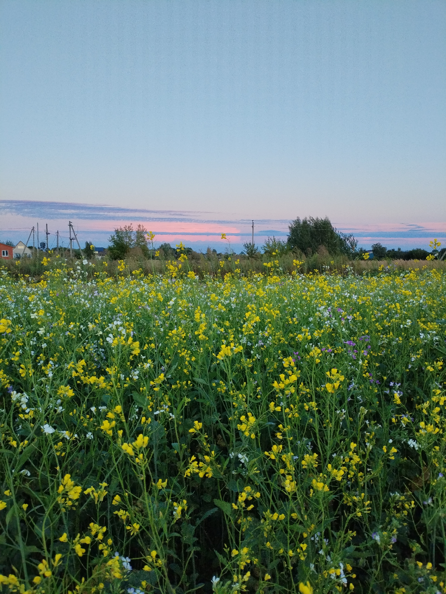 A medium shot captures a field of yellow and white wildflowers in Bialynichy, Belarus, under a pale blue sky with faint pink and blue clouds, suggesting either sunrise or sunset. The foreground is dominated by dense green stems and the vibrant yellow blossoms of the wildflowers, with scattered white and a few purple flowers adding contrast. In the middle ground, the field continues, with taller green grasses and more wildflowers. Beyond the field, a cluster of trees forms a dark green line, with several utility poles and wires visible to the left. A small, red-roofed building with white walls is also situated on the left side of the frame, near the utility poles. The overall scene is natural and serene, with no people or animals present.