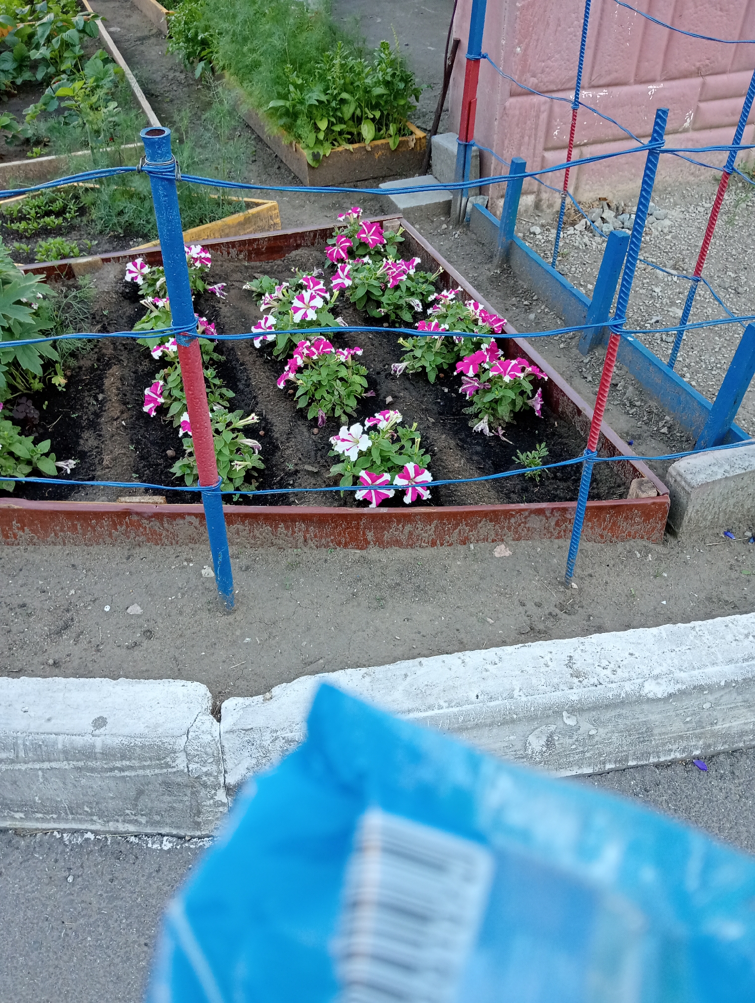 In a community garden, a flower bed features pink and white petunias. The garden is enclosed by a fence made of blue and red metal posts with blue wire. Adjacent to the garden is a paved area with a concrete curb. A portion of a blue object, possibly a bag, is visible in the foreground, obscuring the view of the curb and paved area. The background shows other garden beds with various plants and a pink wall.