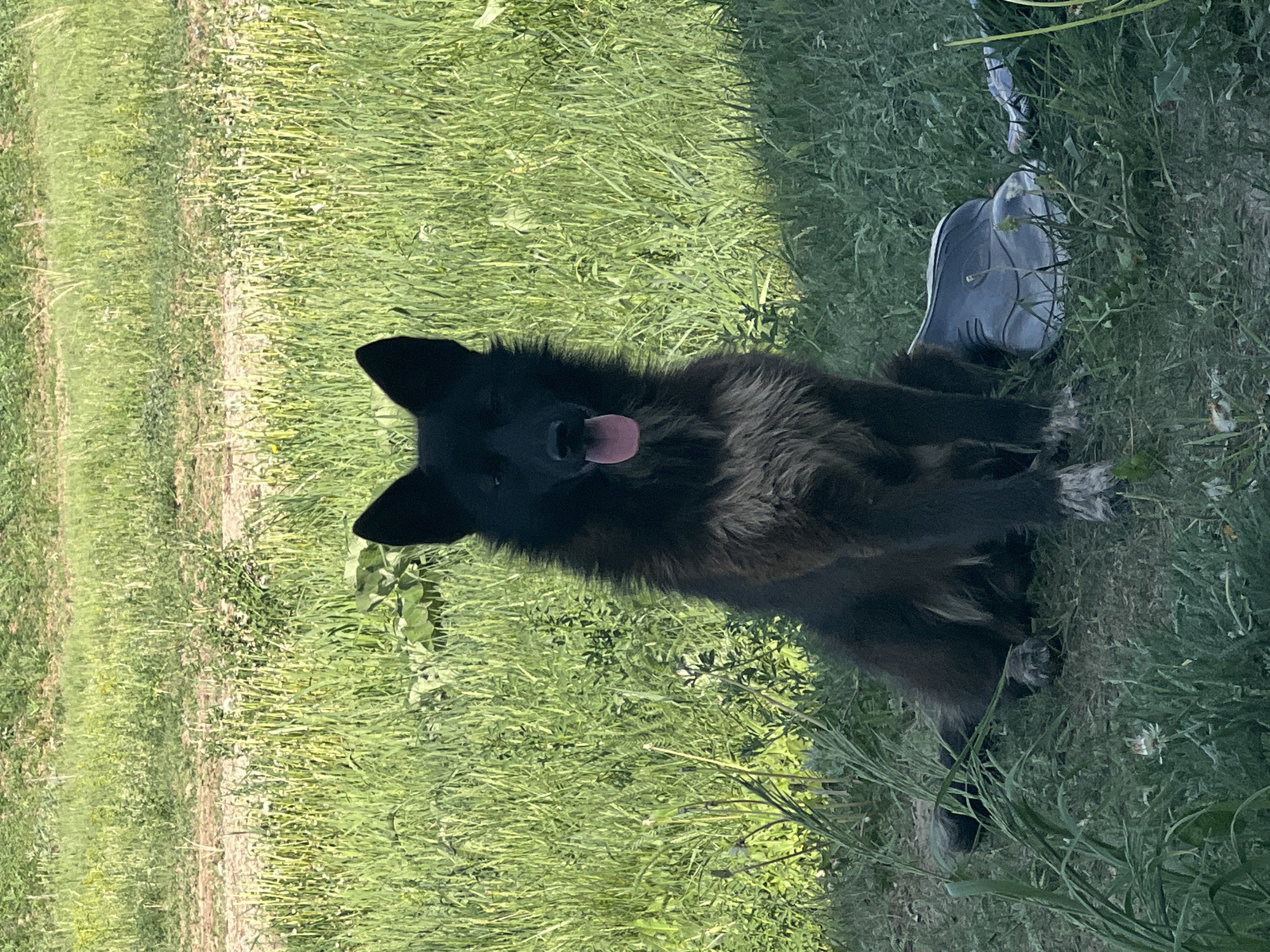 A black dog is sitting in green grass next to a silver-gray bag. The grass appears to be growing in a field. The photo was taken outdoors in daylight. The location is Бизяки, Russia.