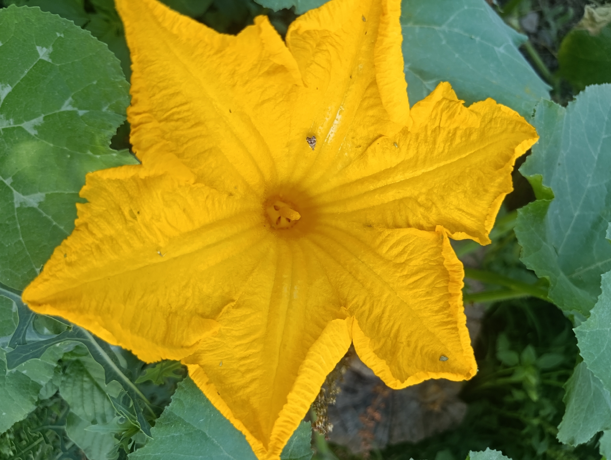 An extreme close-up shot captures a vibrant yellow squash blossom, its petals unfurling in a star-like pattern against a backdrop of deep green leaves. A tiny insect, likely a beetle, is visible on one of the petals. The blossom exhibits delicate, ruffled edges and a textured surface. The leaves, some partially obscured by the flower, are broad and veined, typical of squash plants. The setting appears to be an outdoor garden in Mailuu-Suu City, Kyrgyzstan, with the natural light illuminating the subject. The focus is sharp on the flower, with the surrounding foliage slightly blurred, creating a shallow depth of field. The image is rich in color and detail, highlighting the intricate beauty of the natural world.