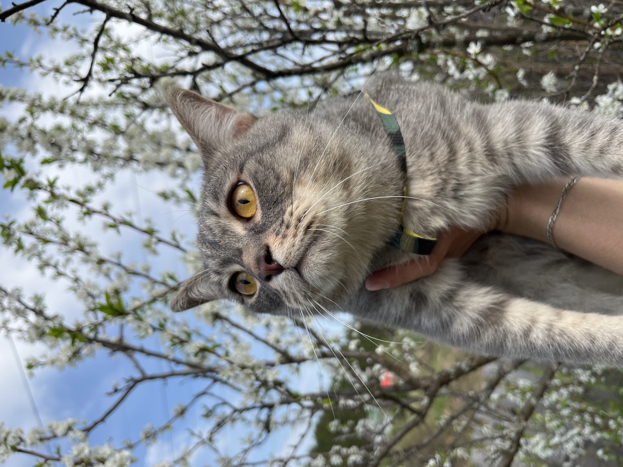 A gray tabby cat with yellow eyes and a patterned collar is held up against a backdrop of flowering tree branches and blue sky. The person holding the cat wears a silver bracelet. The location is not discernible as being in Nizhny Tagil, Russia.