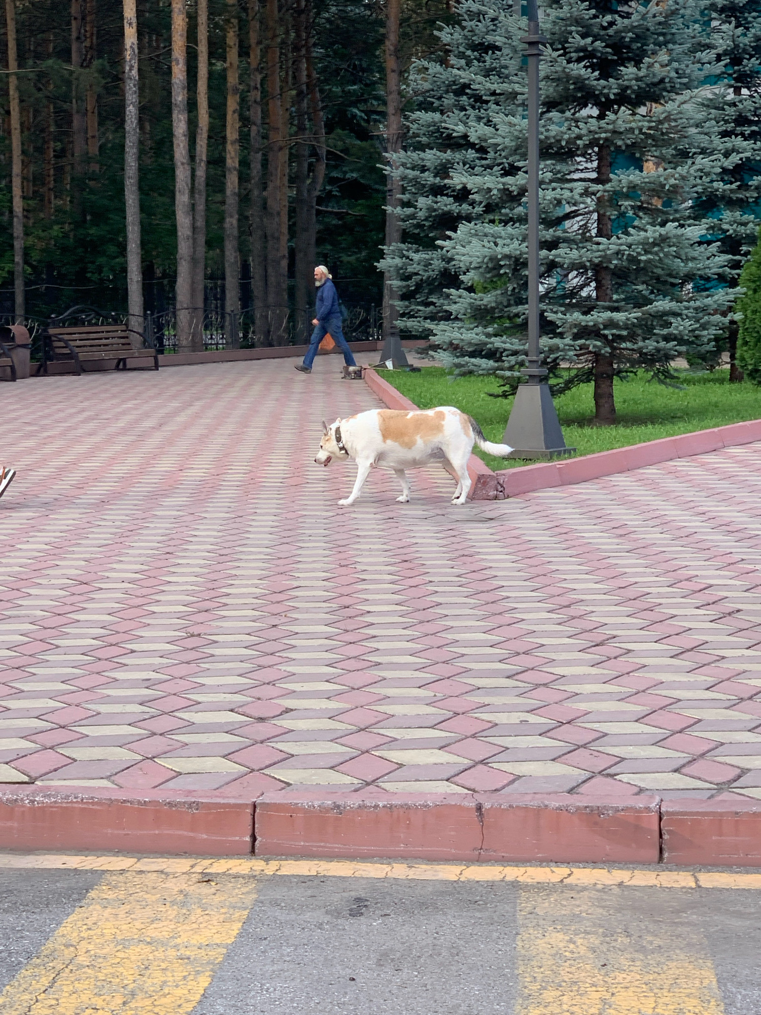 A medium-sized, mixed-breed dog with tan and white markings walks on a paved walkway. The dog is wearing a collar and appears to be walking to the right of the frame. In the background, a person wearing a blue jacket and jeans walks to the left, carrying an orange bag. The walkway is made of interlocking diamond-shaped pavers in shades of pink and beige. The scene is set in a park-like area with tall pine trees and evergreen trees. A wooden bench and a trash receptacle are visible to the left of the walkway, and a lamppost stands near the evergreen trees. The area appears to be a public space in the city of Prokopyevsk, Russia.