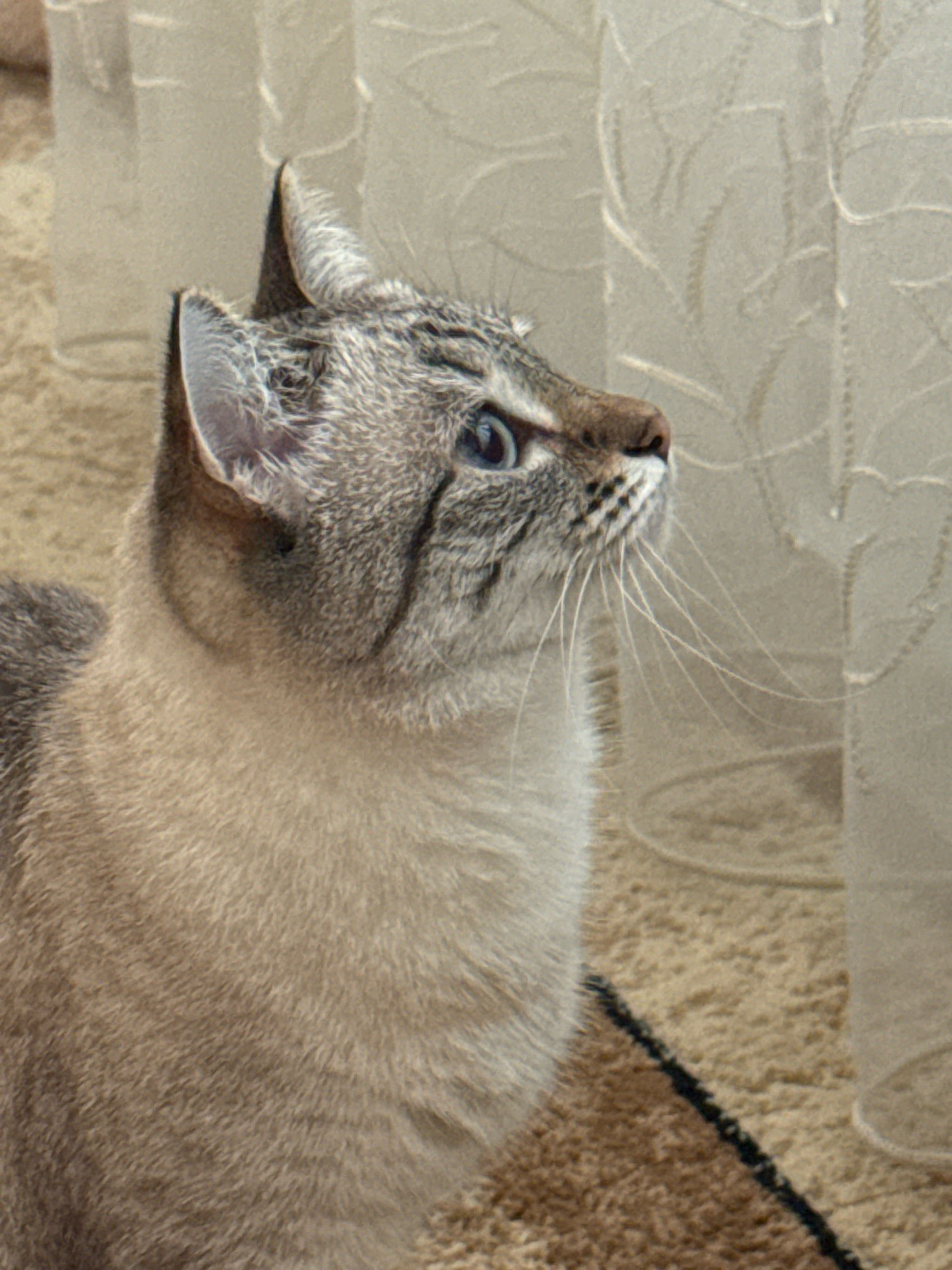 The image shows a close-up, medium shot of a tabby cat looking towards the right, its body facing left. The cat has blue eyes, gray and brown tabby markings, and prominent white whiskers. It is positioned on a beige carpet, with a light-colored curtain visible in the background. There are no people or other animals in the image. The scene appears to be indoors, in a domestic setting. The specific location in the city of Ufa, Russia, cannot be determined from the visual information provided.