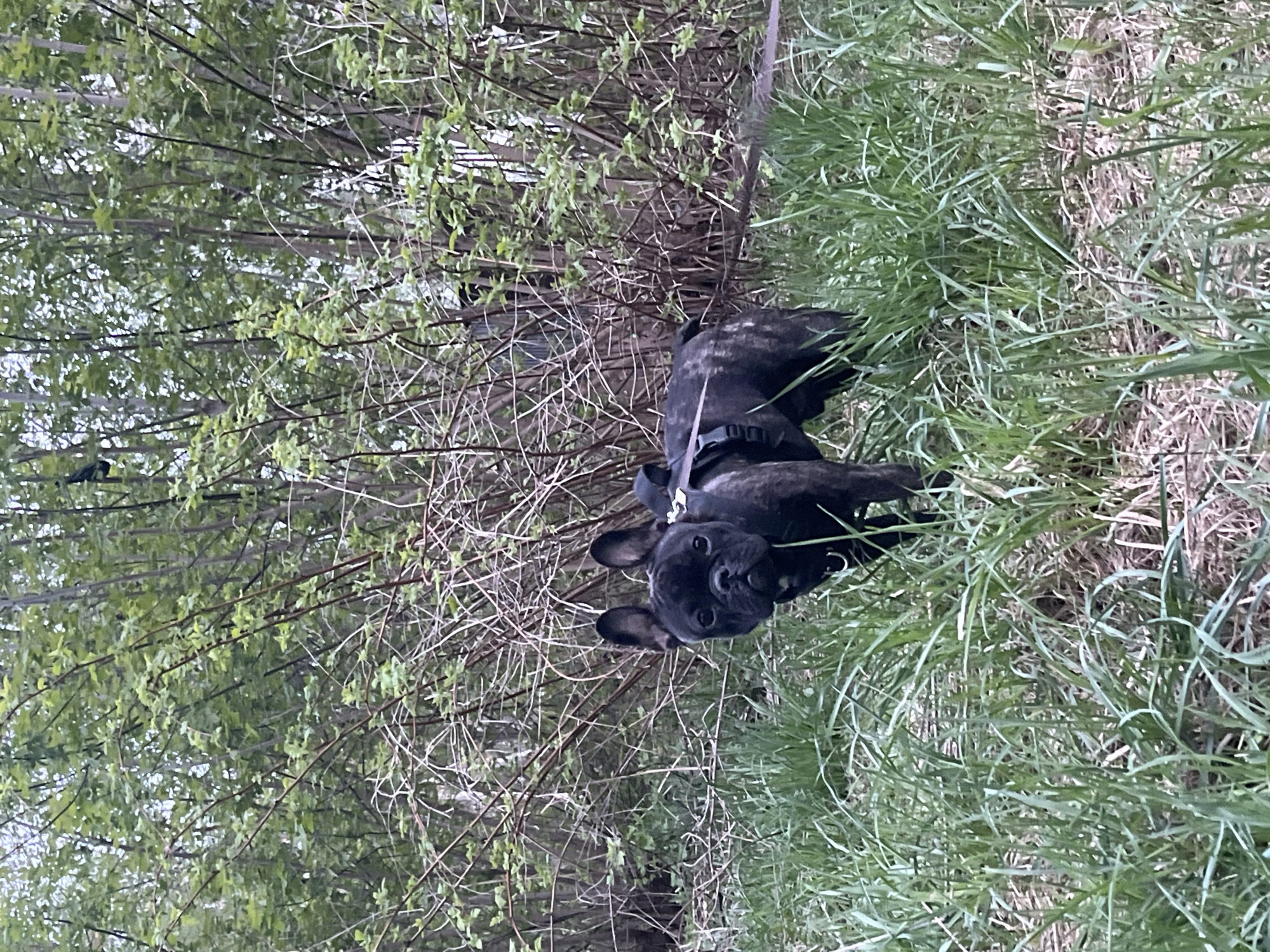 A dark brindle French Bulldog with a black harness lays in tall grass in an outdoor environment. Trees with budding leaves are visible in the background. The location is Chaikovsky, Russia.