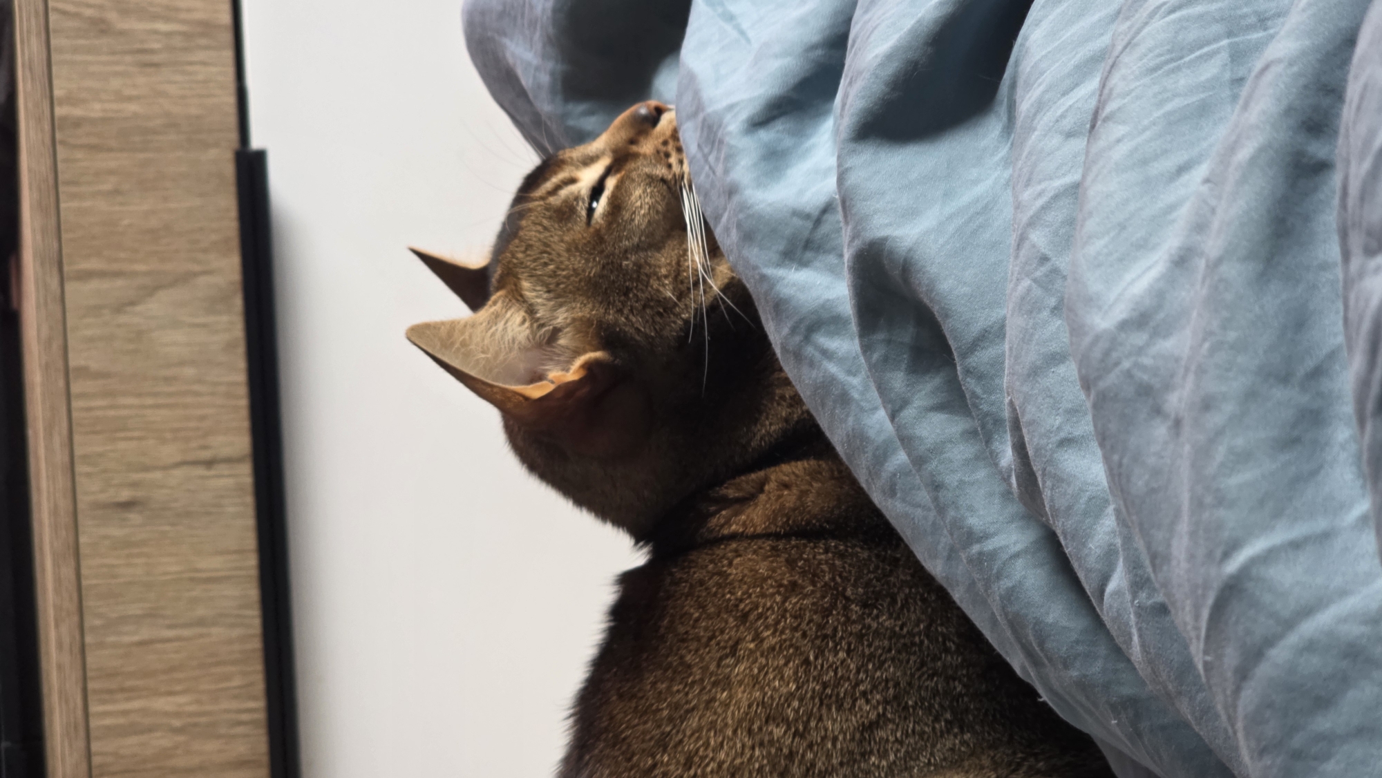 A medium, eye-level shot shows a brown cat under a blue blanket. The cat is partially visible, with its head, one ear, and part of its body exposed. The cat is looking upwards. The blanket is draped over the cat, creating a soft, textured backdrop. Part of a wooden cabinet or door is visible on the left side of the frame. There is a white wall visible in the background. The location is not discernible from the image.