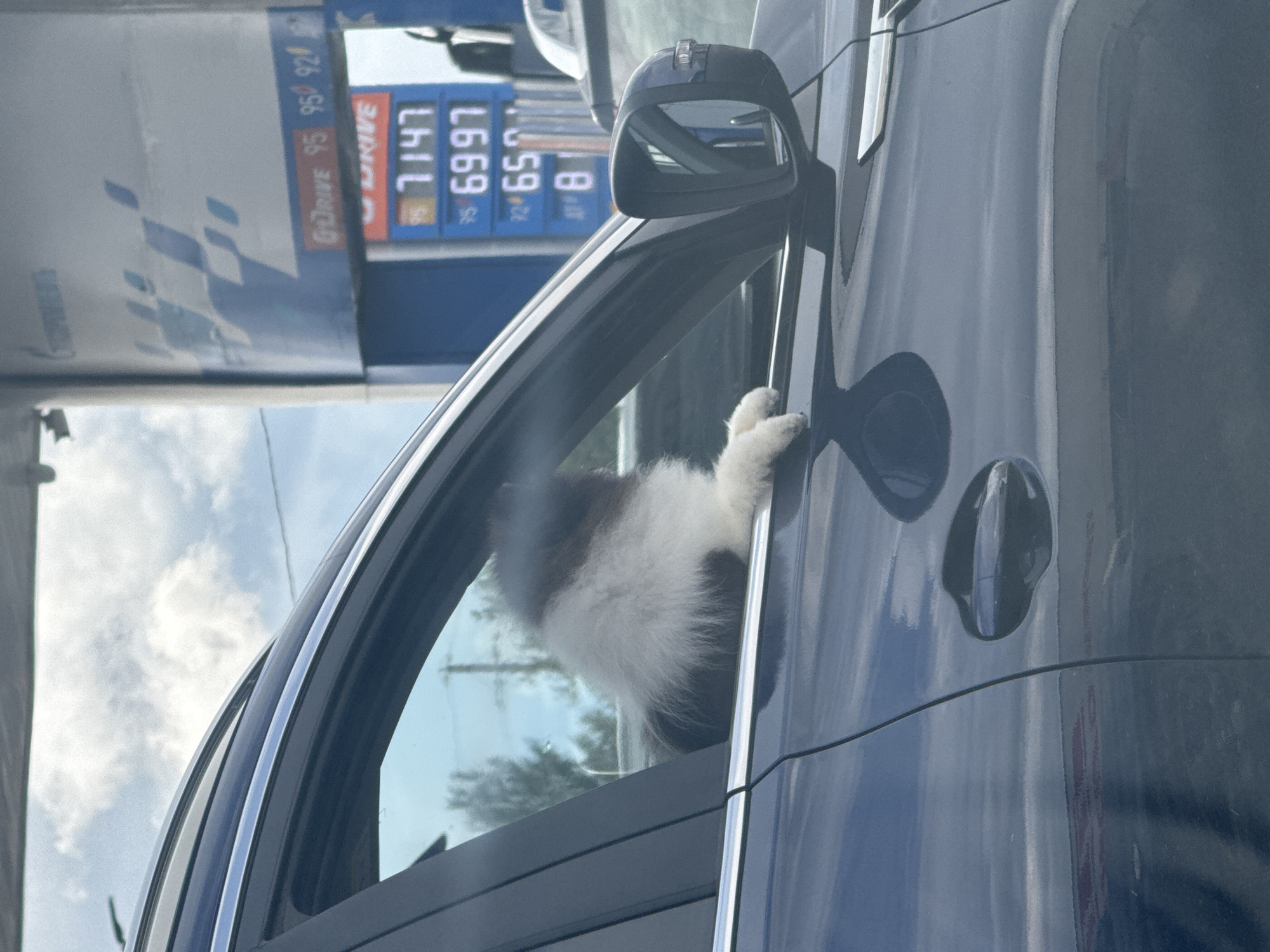A fluffy, medium-sized dog with brown and white fur is leaning out of the open passenger window of a dark blue car. The dog's front paws are resting on the windowsill, and its head and body are visible. The car is stopped at a gas station, with a blue and white gas pump visible in the background. The pump has digital displays showing fuel prices. The sky is cloudy. The image appears to have been taken from another vehicle stopped behind the car with the dog. The location is identified as Ust'-Syny, Russia.