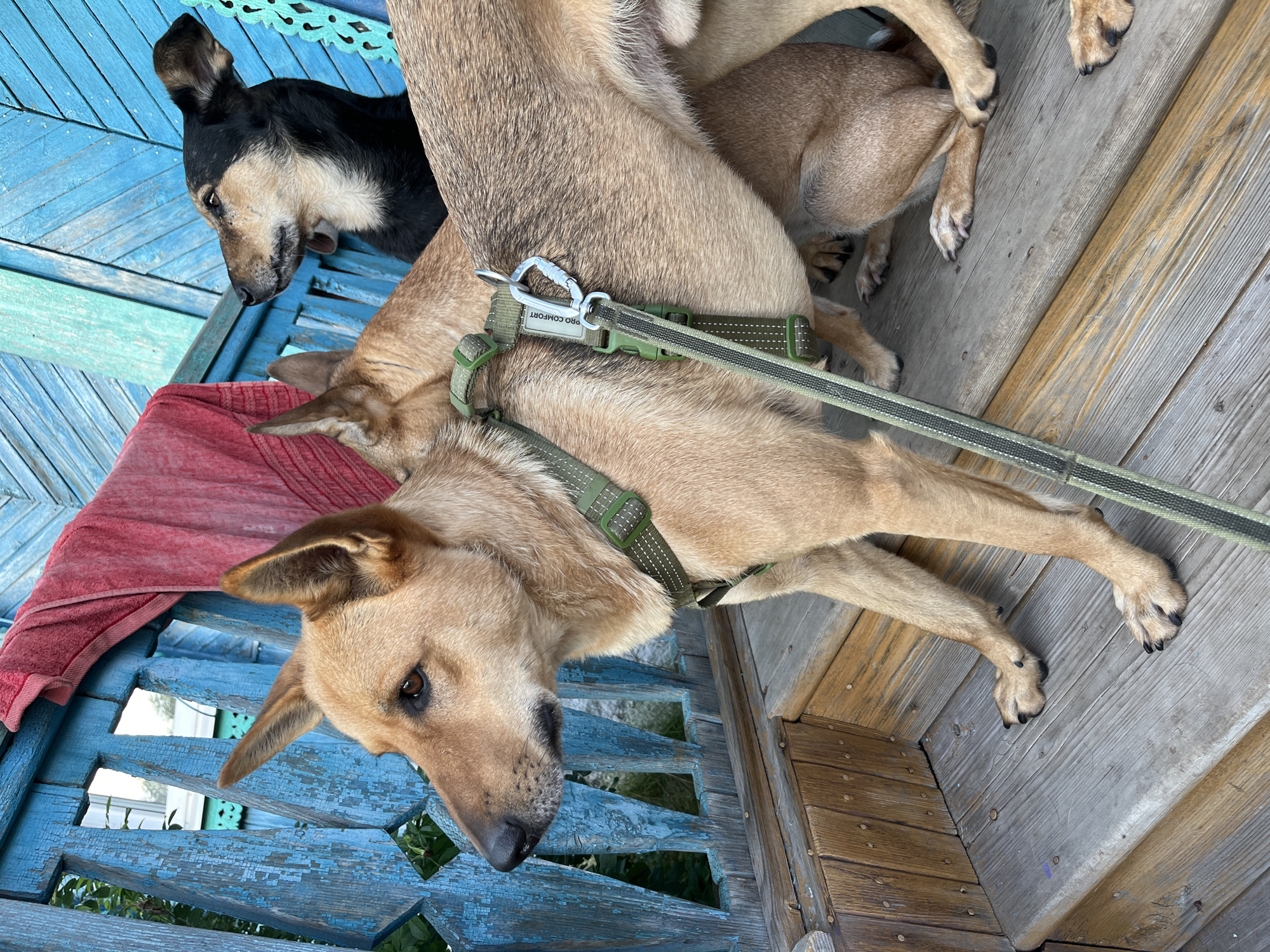 The image depicts three dogs on a wooden porch in front of a weathered blue fence. The foremost dog is a light brown medium-sized breed with upright ears and a green harness. Behind it, another dog's head is partially visible. A third dog, primarily black and tan, is seated further back on the porch. A red towel is draped over the blue fence. The porch is constructed of wooden planks, some of which appear worn and weathered. The environment suggests an outdoor setting, possibly a residential backyard or patio. The location is identified as Nizhny Tagil, Russia, based on the provided information.