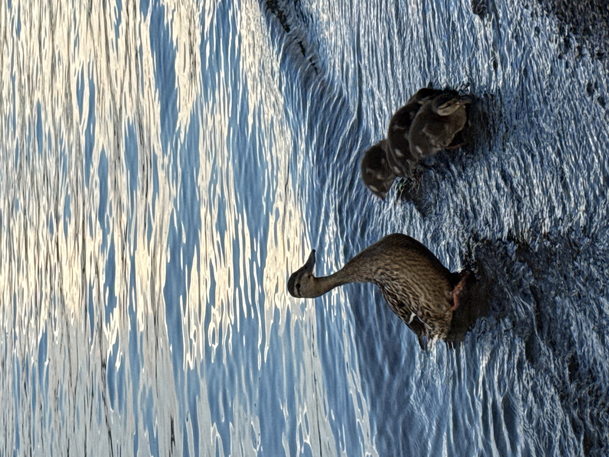 A close-up, low-angle shot captures a mother duck and three ducklings at the edge of a body of water. The mother duck, a mallard, stands facing left, partially submerged in the shallow water, with its brown, patterned feathers clearly visible. Its head is turned to the left, and its beak is pointed forward. Behind the mother duck, three small, dark ducklings huddle together, also in the water, with their heads down, possibly foraging. The water is a deep blue, with ripples and reflections of the sky, which appears to be overcast with some areas of pale yellow light. The shoreline is visible on the right side of the frame, appearing to be composed of small stones or gravel. The image is taken at eye-level with the ducks. The scene is consistent with the natural environment found along the shores of the Votkinsk Reservoir in Votkinsk, Russia, a popular area for observing waterfowl.