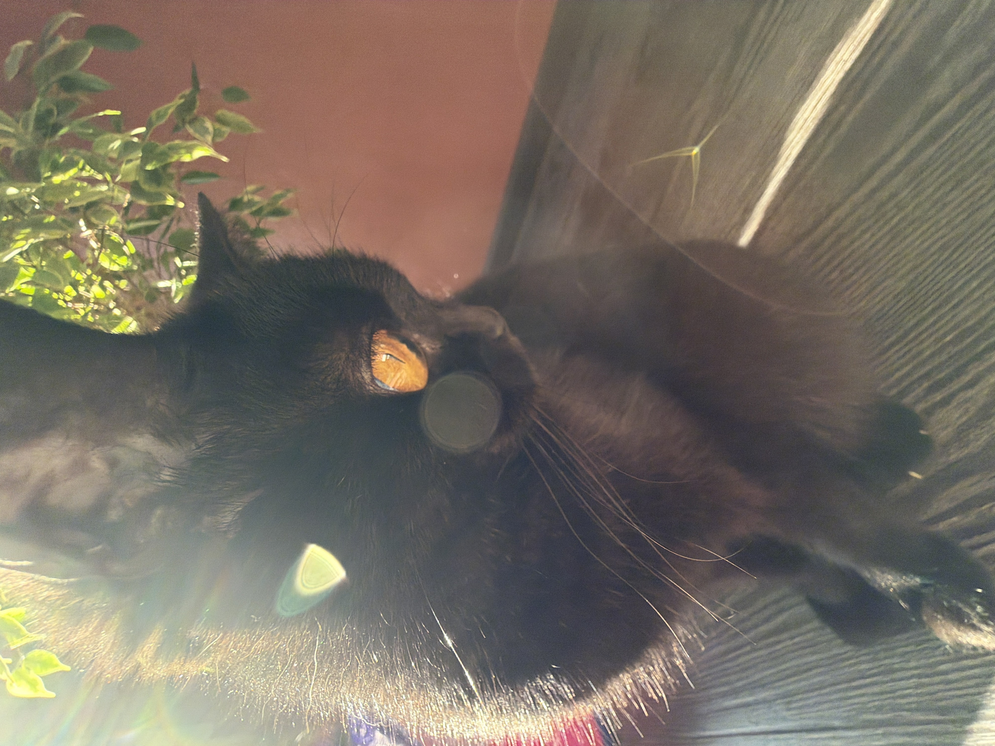 A black cat sits on a wooden floor, bathed in sunlight. The cat's eyes are a striking amber color and are illuminated by the light, creating a glowing effect. Several light flares and lens artifacts are visible in the image, obscuring parts of the cat and the environment. A green plant with small leaves is visible in the upper right corner of the image. The background wall is a solid, muted pink color. The scene appears to be indoors, likely a residential setting. There is no indication of the cat's specific actions or interactions with other subjects. The location of Leninsk-Kuznetskiy, Russia is not discernible from the image itself.