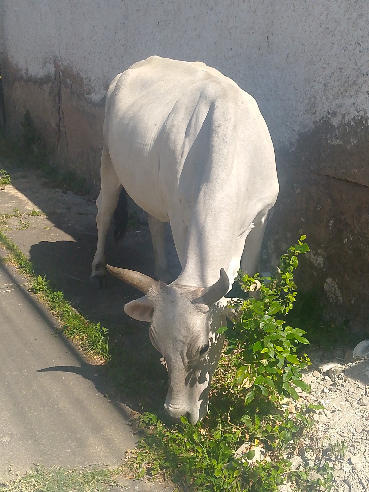 A white cow is grazing on vegetation growing between a sidewalk and a wall in what appears to be an urban environment. The cow has horns and is facing downward towards the ground. The wall is weathered and the sidewalk is made of asphalt.