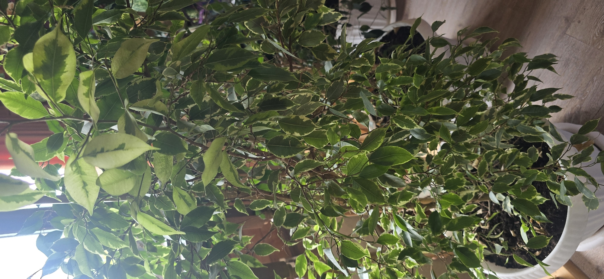 This is a close-up, indoor, eye-level shot of a variegated Ficus Benjamina plant in a white pot. The leaves of the plant are a mix of green and creamy white variegation. The plant is well-lit by natural light coming from the left, casting some shadows. The background is blurred, showing hints of a wooden floor and what appear to be other plants or furnishings. There are no people or animals visible in the image. The image does not contain any specific landmarks or details that would place it in Gostagayevskaya, Russia, or any other specific city.