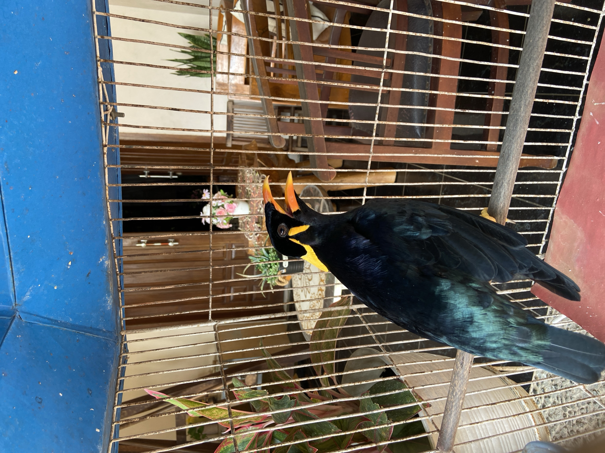A black bird with yellow markings on its head and beak is perched inside a cage. The cage has rusty metal bars and a blue metal roof. In the background, through the cage, there is a room with wooden furniture, including chairs and a table. A plant with green and pink leaves is visible to the left of the bird. The scene appears to be indoors, possibly in a home in Margorejo, Indonesia.