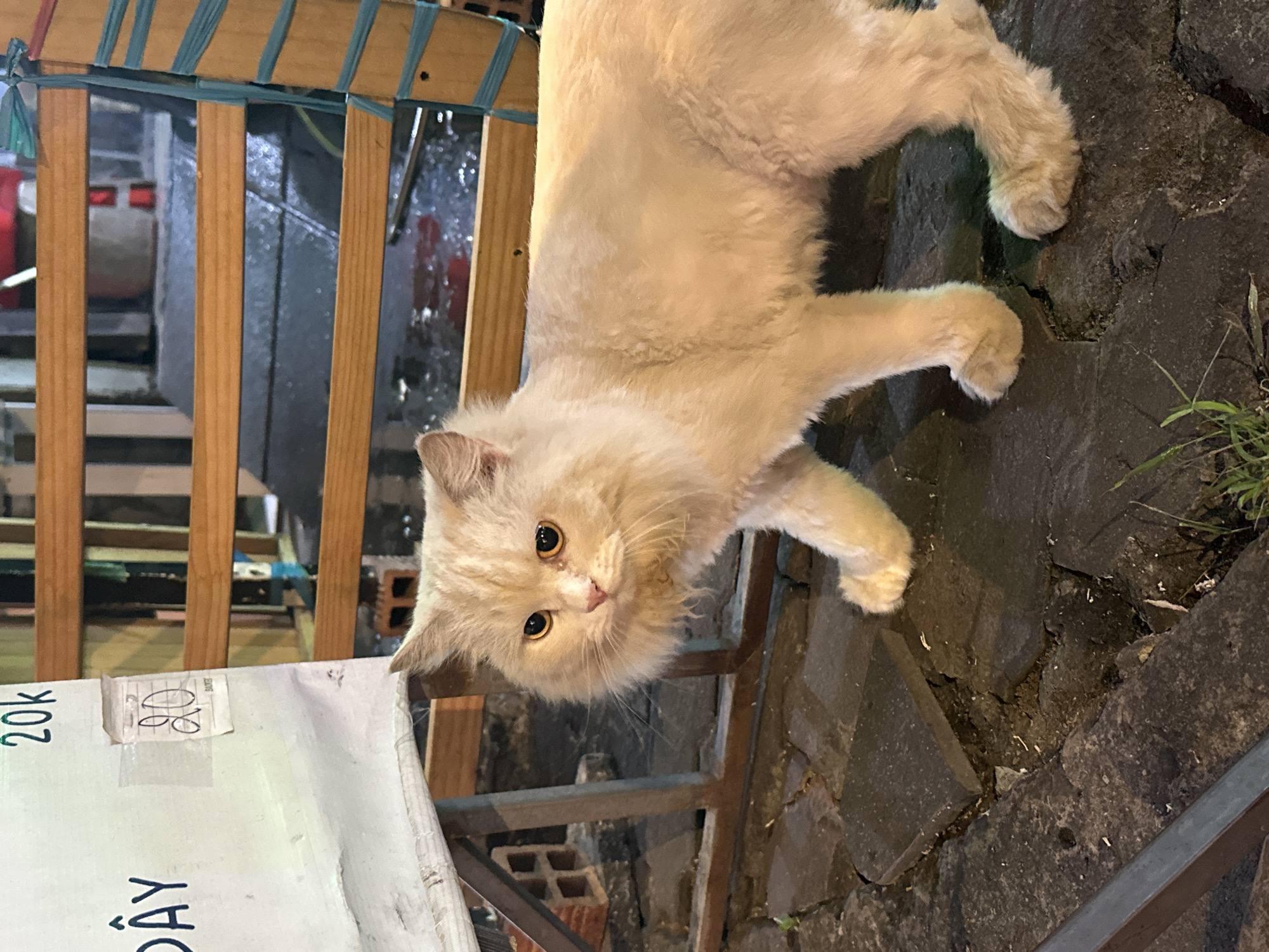 A tan cat lies on gray stone pavement next to a blue and brown wooden chair. A white menu displaying Vietnamese writing and the number “20K” sits partially under the chair. The location appears to be a sidewalk near a restaurant or business, based on the chair and menu. The environment suggests it is likely an urban setting, as found in Ho Chi Minh City, Vietnam.