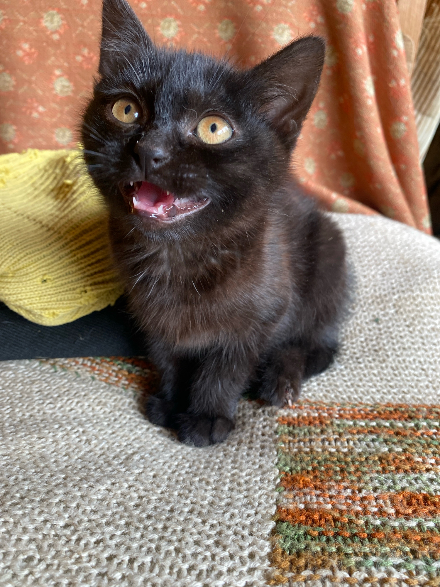A black kitten with bright amber eyes is sitting on a knitted surface, with its mouth open, revealing tiny teeth. The kitten is the primary subject, positioned in the center of the frame. To its left, a portion of a yellow knitted object is visible. The background consists of a textured orange fabric with a floral pattern. The knitted surface the kitten is sitting on has a neutral base color with horizontal stripes of green, orange, and white. The scene appears to be indoors. There is no visible indication of the location being in Папярнянскі сельскі Савет, Belarus.