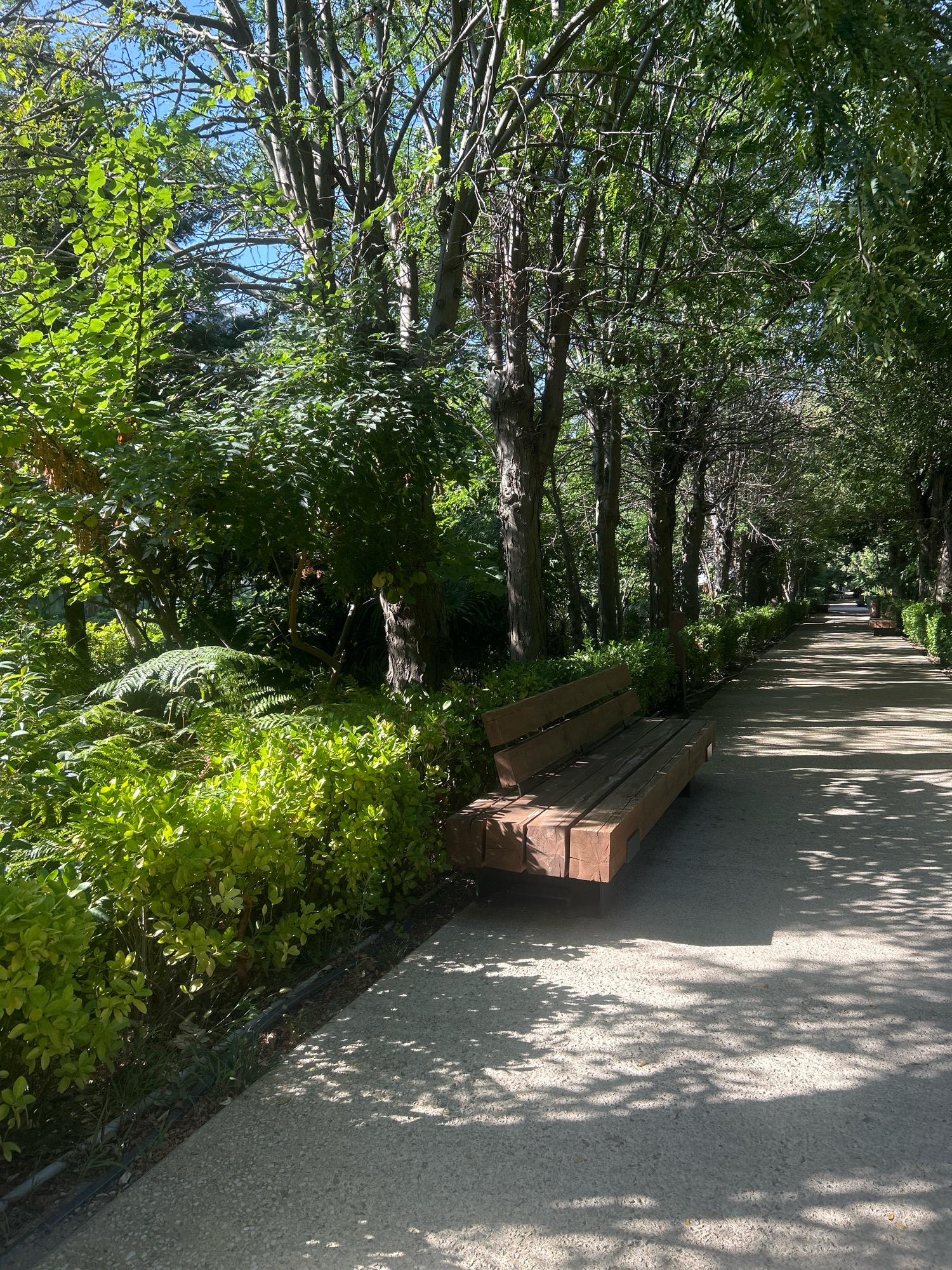 A serene park scene unfolds in Sabail Raion, Azerbaijan, under a clear blue sky dappled with sunlight filtering through lush green trees. A paved walkway, speckled with shadows cast by the foliage, stretches into the distance, inviting a leisurely stroll. On the left side of the path, a wooden park bench sits invitingly, its weathered planks suggesting a place for rest and contemplation. Dense green bushes and ferns line the edge of the walkway, creating a vibrant natural border. The overall ambiance is one of tranquility and natural beauty, a perfect escape within the city.
