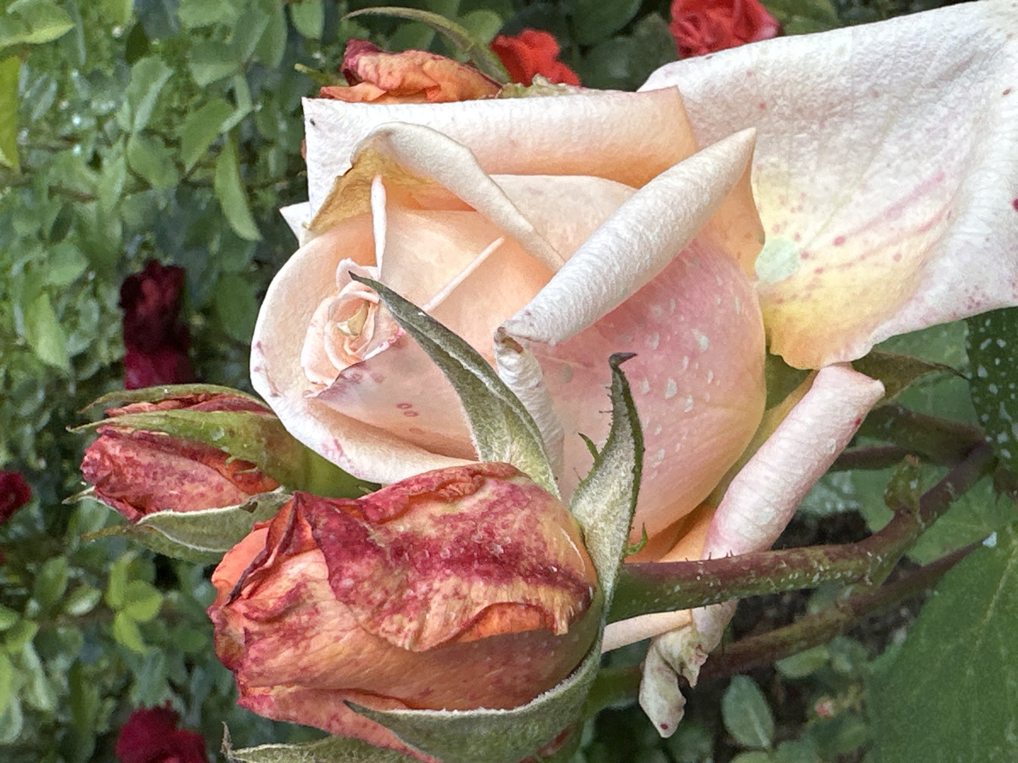 The image is a close-up, eye-level shot of a cluster of roses in varying stages of bloom and decay. The primary subject is a large, pale peach-colored rose with its petals unfurling, revealing delicate pink hues and subtle speckles. Some petals are soft and yielding, while others appear dry and curled at the edges. To the left and front, two rose buds are prominently featured. The larger bud in the foreground is a mix of deep pink and orange, with a texture that suggests some drying or browning, and it is partially enveloped by green sepals. A smaller bud sits just behind it, appearing more green with hints of red.
The background is filled with soft-focus green foliage, interspersed with hints of other flowers, including a blurred red rose at the top and dark red blossoms further back. The lighting suggests it could be overcast or that the image was taken in shaded conditions, as there are no harsh shadows and the colors are muted. Water droplets are visible on some of the petals and leaves, indicating recent rain or dew. The overall mood is one of natural beauty, with a touch of melancholy due to the presence of both blooming and decaying elements. The image appears to be taken in a garden setting, consistent with the provided location context of Ostafievo, Russia, which is known for its historical estate and gardens. There is no visible text in the image.