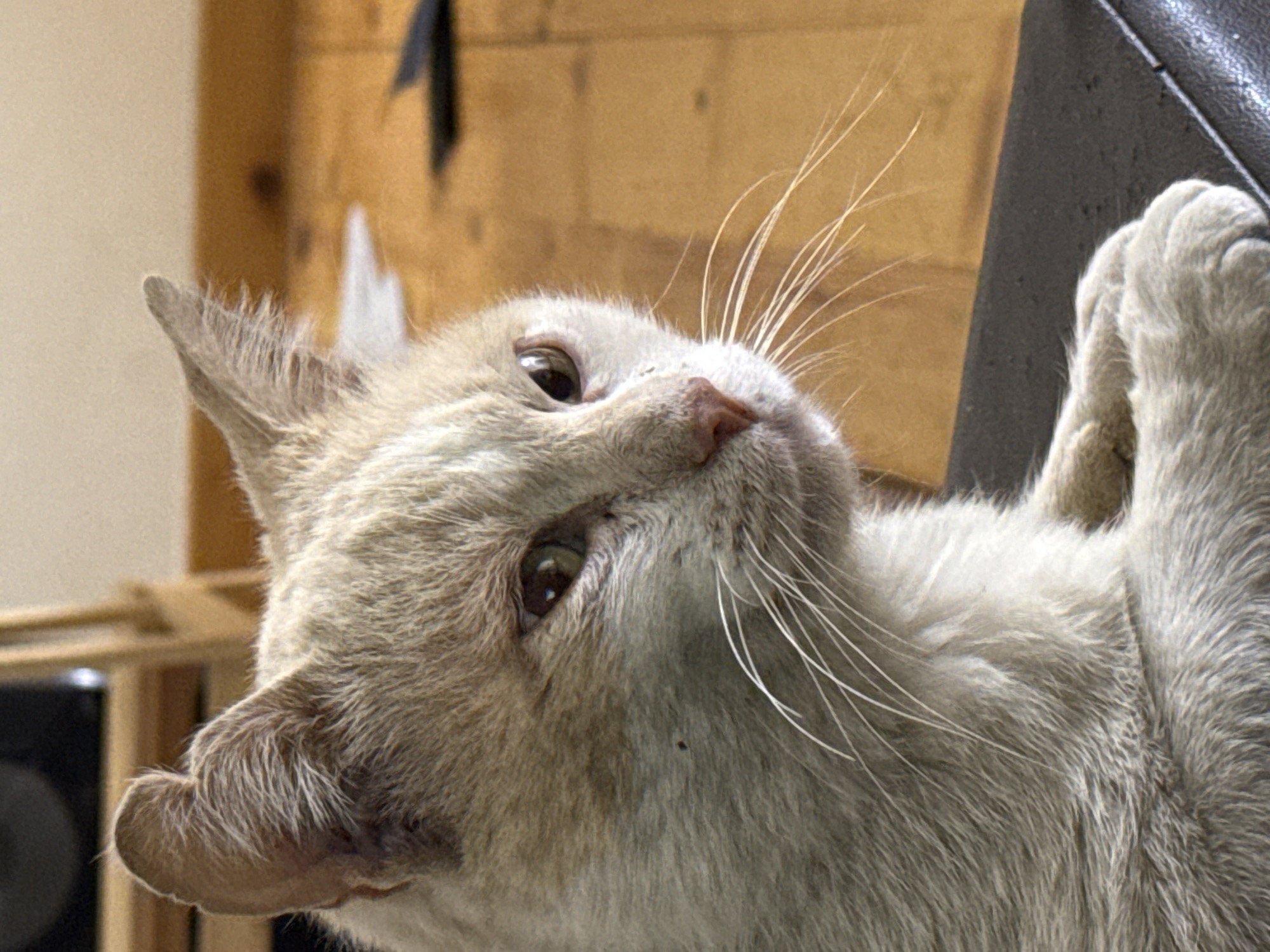 A domestic cat, with light brown and white fur, is pictured in a close-up, side-profile shot. The cat's gaze is directed to the right, with its ears slightly forward. A dark speck, possibly a fleck of dirt or a small insect, is visible on its cheek. The cat is resting on a dark surface, likely upholstery, with its front paws tucked underneath. In the background, a wooden floor and a blurred wooden structure are visible, suggesting an indoor setting. The image does not provide any information about the city of Sofia, Bulgaria.