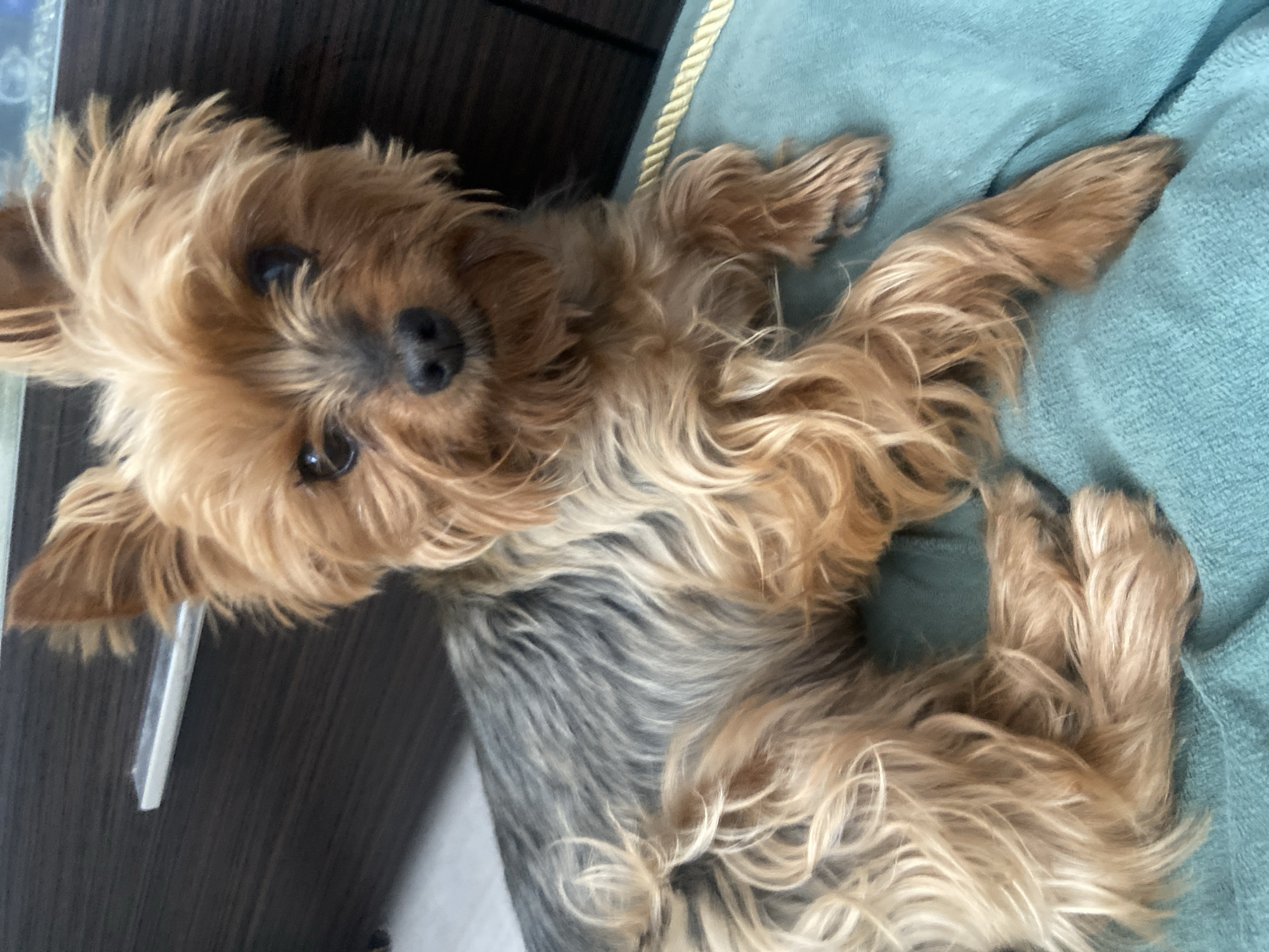A brown and grey Yorkshire Terrier lies on its back on a blue textured cushion. The dog's head is tilted to the left. A dark brown surface is partially visible to the left of the cushion. A gold-colored rope is between the brown surface and the cushion. The location is not discernible from the image.