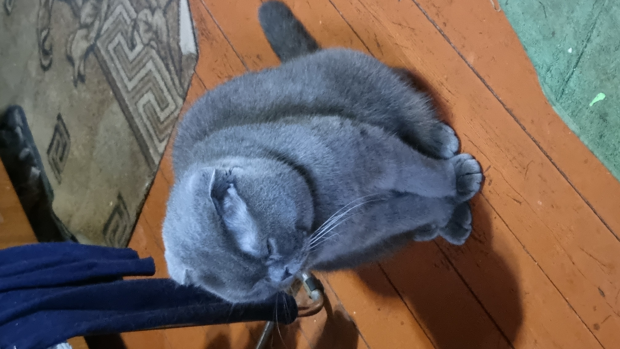 A plump, gray Scottish Fold cat is sitting on a wooden floor, its ears folded down and its eyes closed. The cat is facing to the left of the frame, with its paws tucked neatly underneath its body. The floorboards are a warm, orange-brown color and show signs of wear. To the left of the cat, a dark blue garment is draped over a black object, possibly a chair or table leg. In the background, a patterned rug with geometric designs is visible. The scene is dimly lit, casting a shadow of the cat on the floor to its left. The environment suggests an indoor setting in a residential area, possibly a home in Vysokoe, Russia.