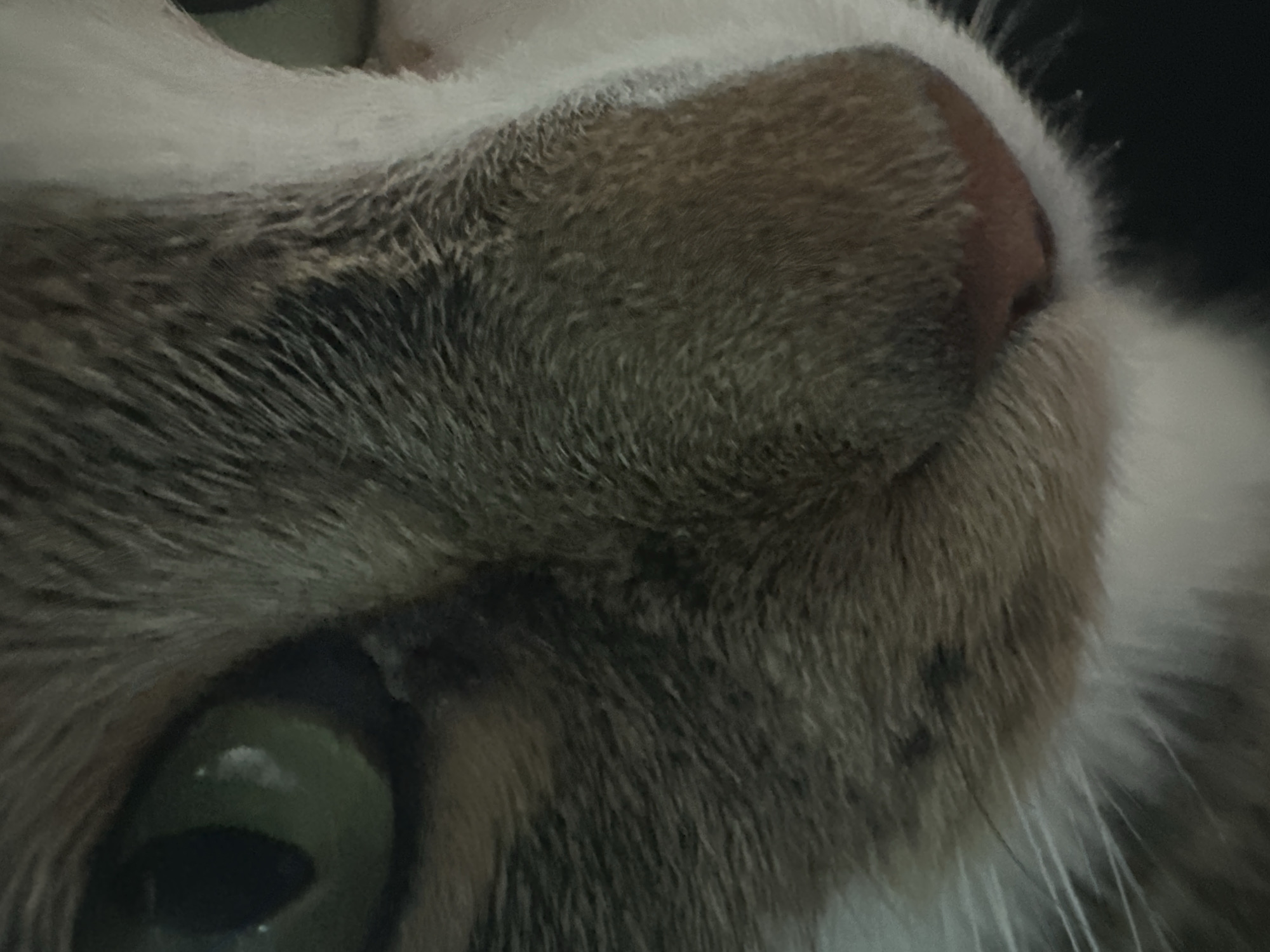 This is a close-up, low-angle photograph of a cat's face. The cat is facing to the right, with its left eye and nose prominently visible. The eye is large and green with a visible reflection. The fur is a mix of grey, white, and brown tabby patterns. The nose is pinkish-brown. The background is dark and out of focus, making the cat the sole subject. The image does not contain any elements or clues that would allow for the determination of a specific location within Kyiv, Ukraine.