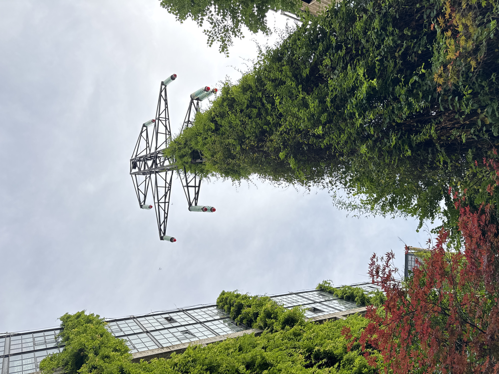 A low-angle, upward view of a tall, metal electricity pylon extensively covered in green vines is captured against a cloudy sky. To the left, a modern building with a facade of glass windows is also heavily draped with green ivy. In the foreground, a Japanese maple tree with bright red leaves adds a splash of color. To the right, lush green trees frame the scene. The image appears to be taken in an urban environment, possibly Tbilisi, Georgia, given the presence of urban infrastructure and vegetation. No people are visible in the frame.