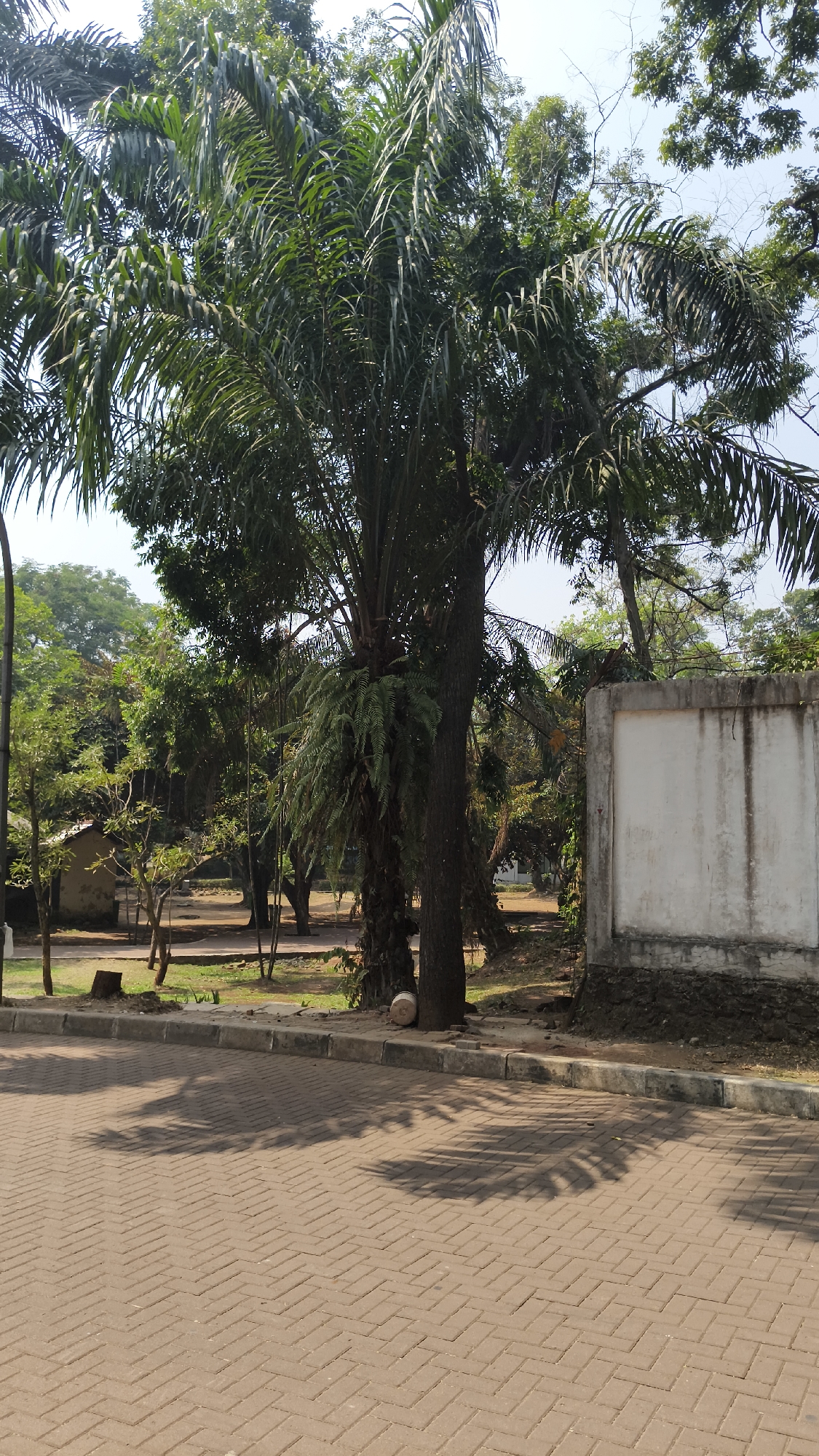 A vertical, medium shot depicts a sunlit outdoor scene in South Jakarta, Indonesia, with a focus on a large palm tree. The foreground is dominated by a reddish-brown brick paved area with a distinct herringbone pattern, reflecting dappled shadows cast by foliage from the upper right. A concrete curb separates this paved area from a dirt and grass area with scattered trees and a small, rustic building with a dark roof on the left. Behind the palm tree, on the right, stands a weathered, rectangular white wall with a concrete base. The wall shows signs of age with visible stains and discoloration. The palm tree itself is tall and imposing, its fronds creating a dense canopy against a bright, clear sky. A clump of ferns is visible growing on the trunk of the palm tree. The background is filled with more lush green trees and vegetation, suggesting a park-like or garden environment. The overall impression is one of a warm, tropical day in an urban green space.