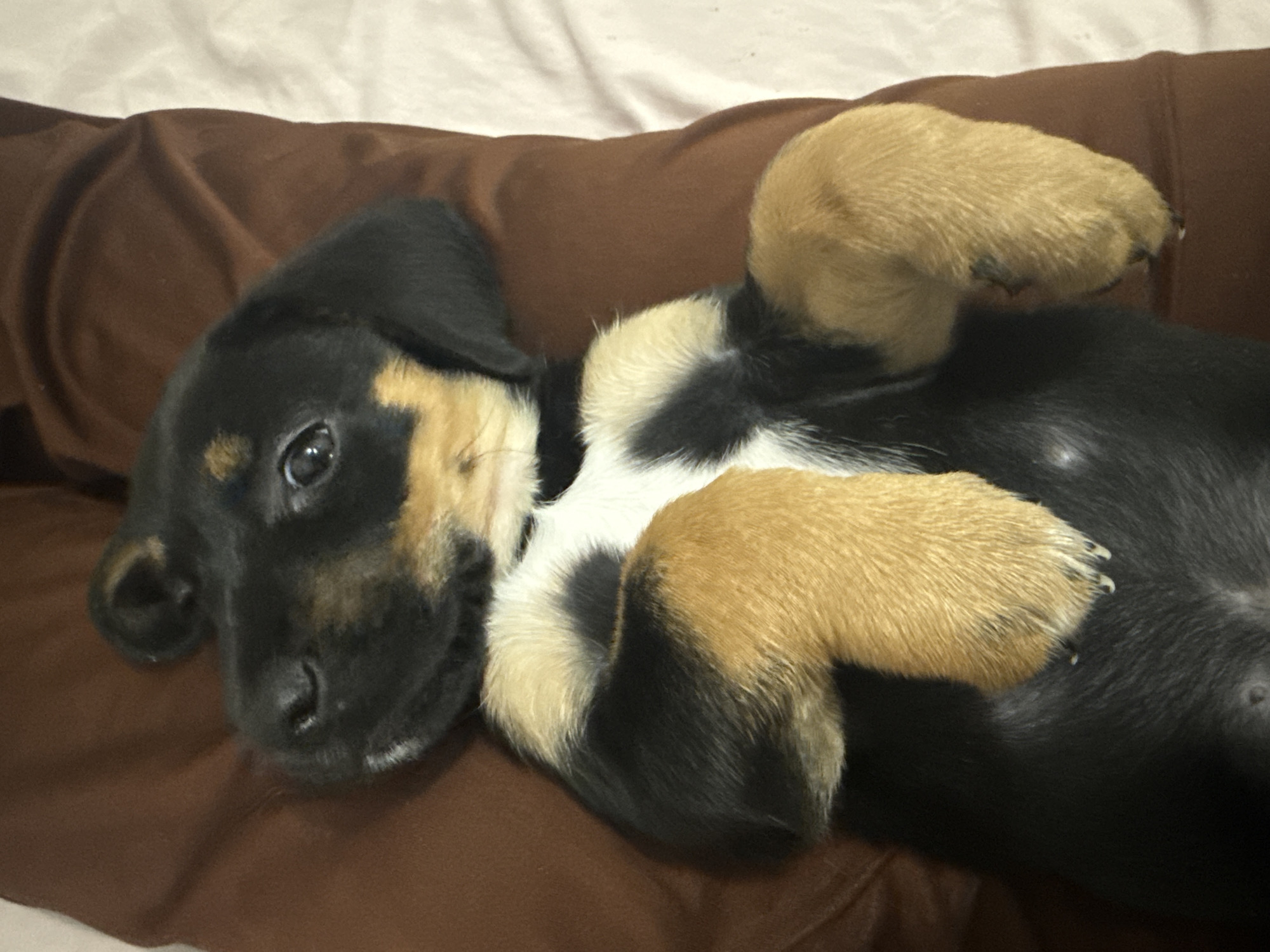 A tri-color puppy is captured in a close-up shot, lying on its back in a relaxed or playful pose. The puppy's fur is predominantly black, with distinct tan markings on its face (around the eyes and muzzle), and on its paws and lower legs. A patch of white fur is visible on its chest and belly. All four paws are curled upwards towards its body. The puppy's head is slightly tilted, and its bright, dark eyes are looking directly towards the viewer with a calm and curious expression. The puppy appears to be young, possibly a mix of breeds given its markings. It is resting on a dark brown, soft fabric surface, which could be a cushion or blanket, showing gentle folds. In the upper background, a lighter, off-white or cream-colored fabric is visible. The scene suggests an indoor, comfortable setting, likely a home in Birobidzhan, Russia. The time of day is not discernible, but the lighting suggests an indoor environment. There is no visible text in the image.