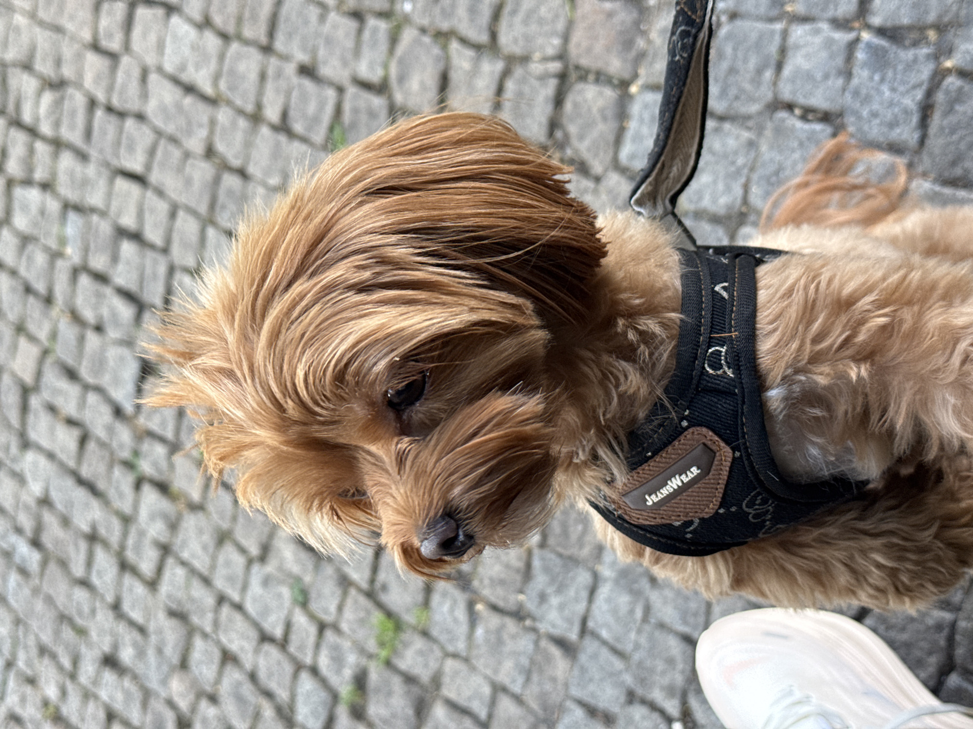 A small, light brown dog wearing a black harness with a brown label that says "JEANSWEAR" is sitting on a cobblestone surface. The dog's fur is shaggy, and its head is turned to the left, looking off-camera. To the left of the dog, a portion of a white shoe is visible. The background consists of grey cobblestones, typical of streets in historic European cities. The lighting suggests it is daytime. The scene appears to be a public outdoor space.