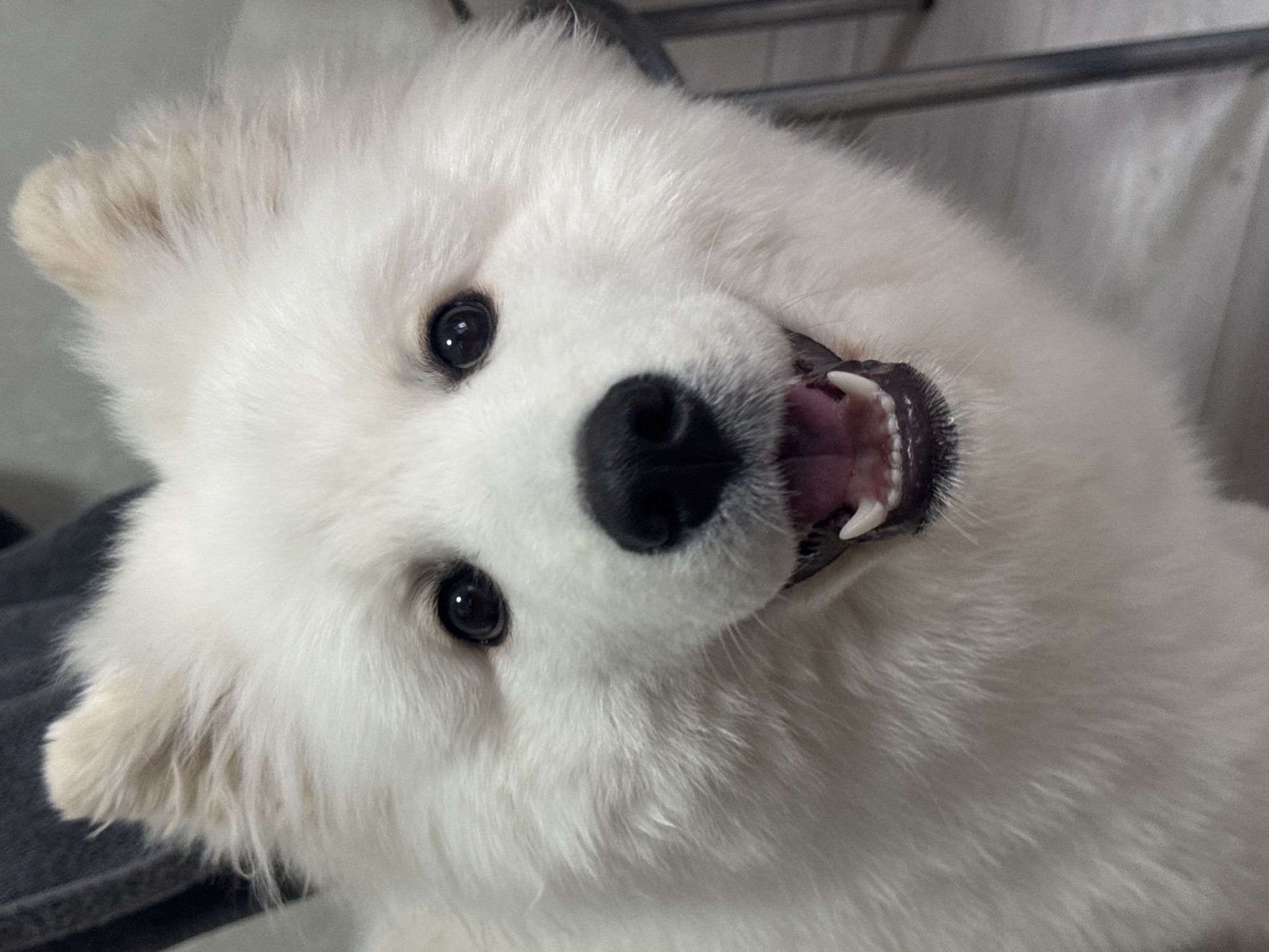 A close-up, high-angle shot captures a white Samoyed dog. The dog's head is tilted towards the left, with a large black nose in the center. Its mouth is slightly open, revealing teeth and pink gums. Dark eyes and a fluffy white coat are evident. The background is indistinct, showing what appear to be neutral-toned surfaces and metal bars. The location is unknown.