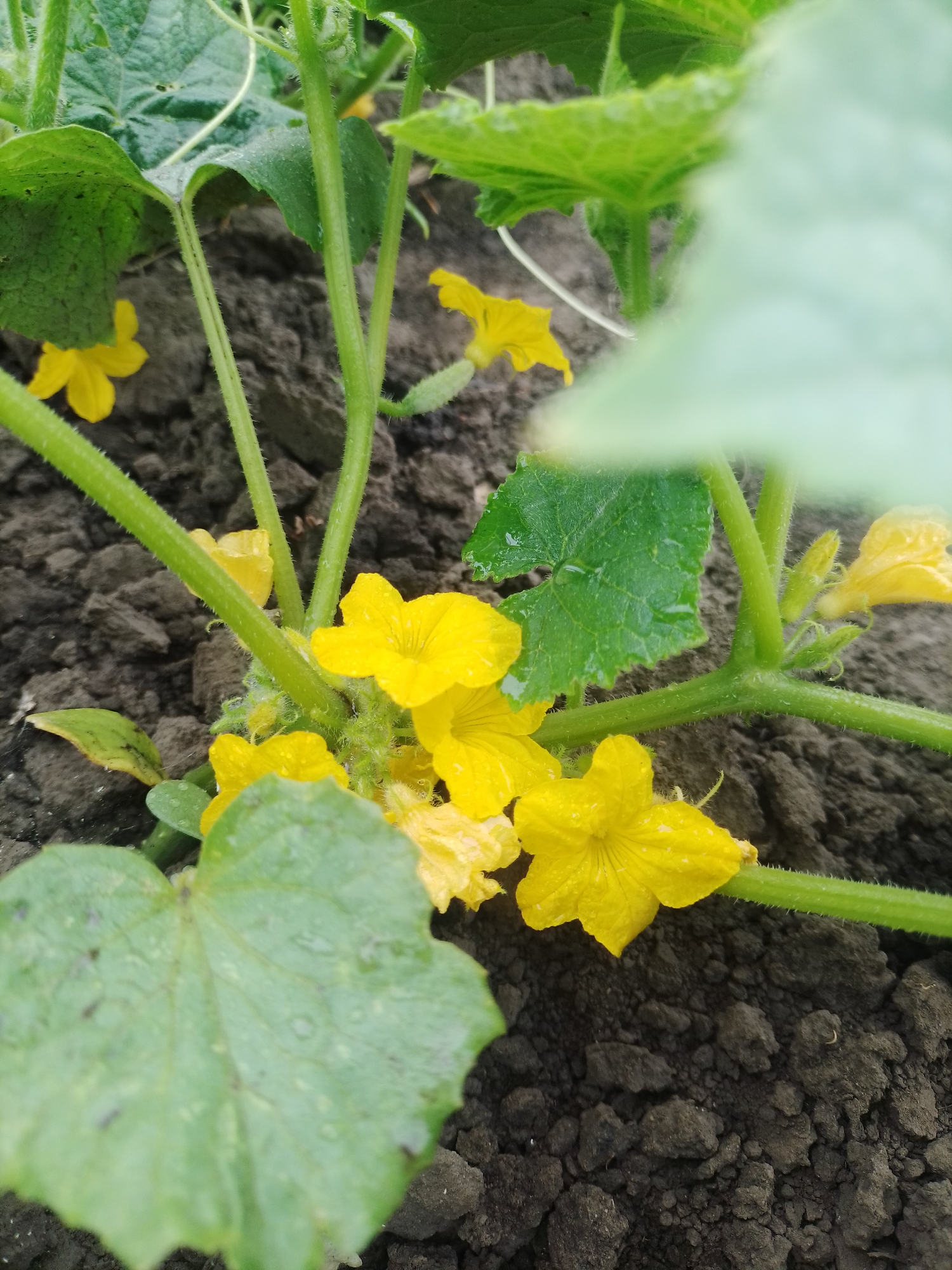A close-up, eye-level shot captures a cucumber plant with several bright yellow flowers and green leaves growing in dark, moist soil. The plant's green stems, covered in fine hairs, are visible, some with small water droplets on them. The background is out of focus, showing more of the plant and the soil. The location is a garden in Ustyvytsia, Ukraine.