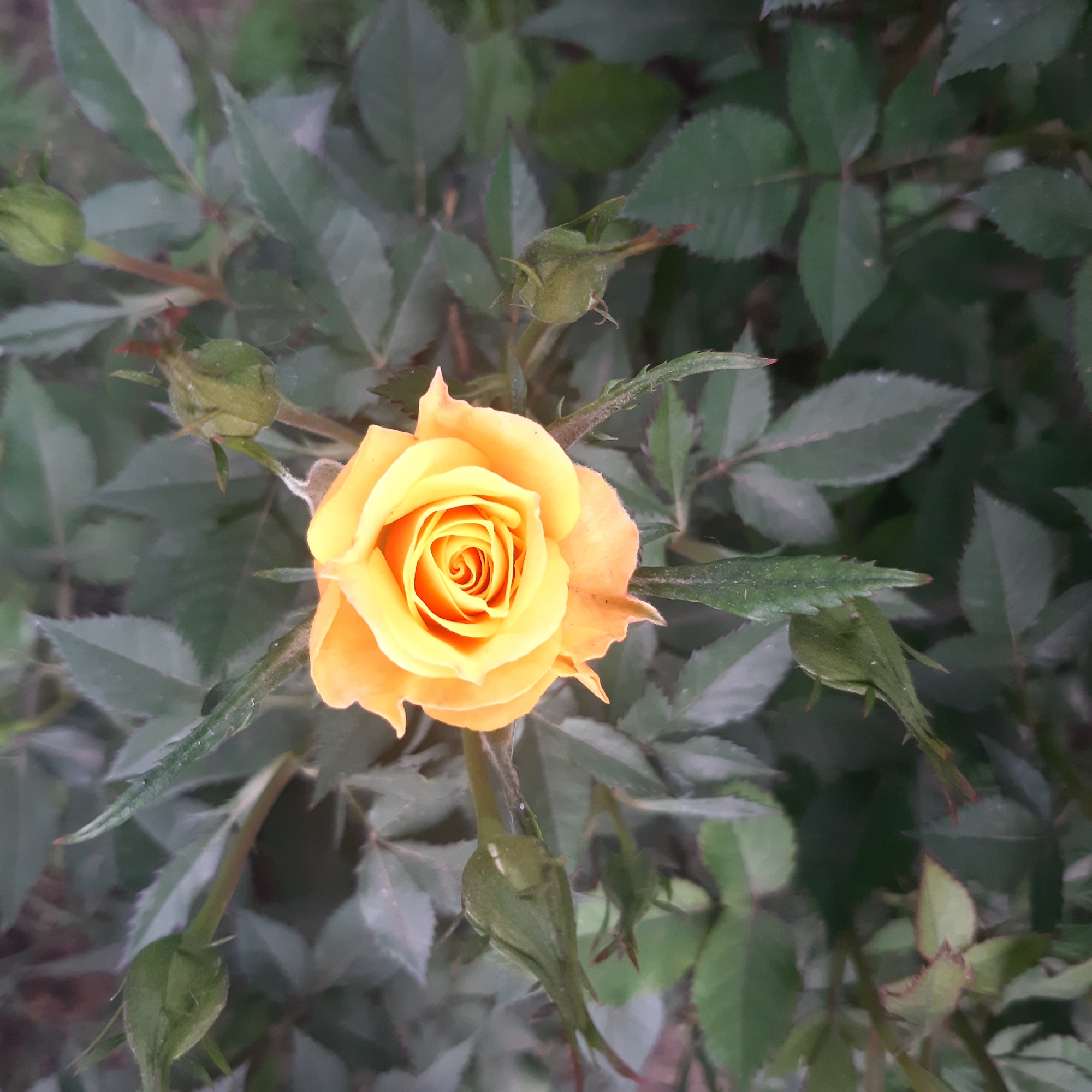 The image presents a close-up view of a vibrant yellow-orange rose in full bloom, centrally positioned against a backdrop of dark green foliage. The rose exhibits a gradient of color, starting with a bright yellow at its tightly spiraled center and transitioning to a softer orange on its outer petals.
Surrounding the main bloom are several green rosebuds, indicating ongoing growth and future blossoms. These buds vary in size, some appearing as small, closed spheres, while others are more elongated, subtly hinting at the petals within. The background consists of numerous dark green rose leaves, some appearing slightly dusty or muted, creating a soft, natural blur that emphasizes the clarity and color of the central flower. Thorny stems are also visible amongst the dense foliage.
The scene captures a serene moment of natural beauty, likely during the daytime under natural light, as there are no harsh shadows, suggesting either an overcast day or a time with softer sunlight. There is no human activity depicted, focusing solely on the blooming plant. The image exudes a sense of calm and the simple elegance of nature, situated in what can be inferred as a garden or wild rose bush in Yeghegnadzor, Armenia. No text is visible in the media.