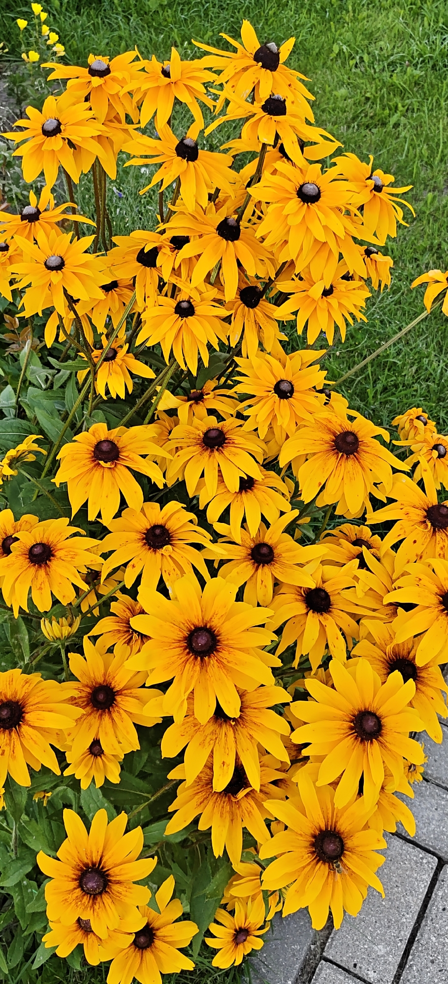 A vertical, eye-level, medium shot captures a dense cluster of yellow Black-Eyed Susan flowers. The flowers are in various stages of bloom, with some fully open and others just beginning to unfurl. Their petals are a vibrant yellow, radiating from dark brown centers. Several flowers are slightly wilted, and some petals are curled. Green foliage peeks through the dense arrangement of flowers. In the background, a patch of out-of-focus green grass is visible, suggesting an outdoor setting. To the right and bottom edge of the frame, a section of grey paving stones with a rough, textured surface is present, indicating a pathway or garden border. A bee is visible on one of the flowers, its body dark and segmented, with its legs resting on the petals. The scene is bathed in natural light, casting soft shadows on the flowers and paving stones. The location is identified as the city of Noginsk, Russia.