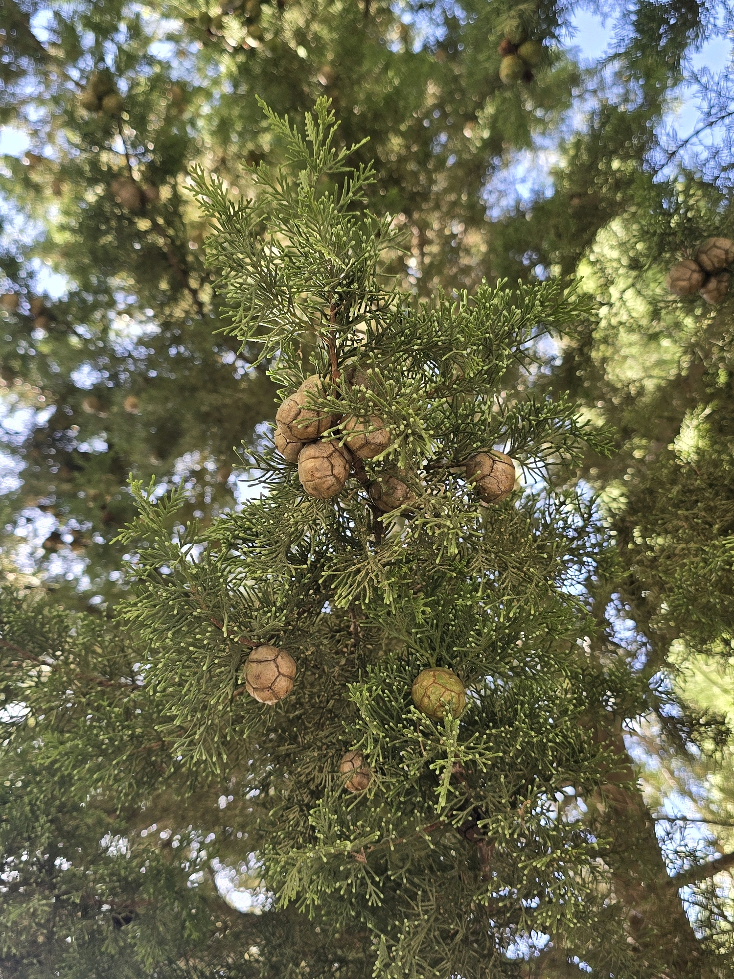 The image shows a close-up view of a cypress tree branch with several cones. The cones are round and brown, with scales. The needles of the cypress tree are green and feathery. The background is blurred, with sunlight filtering through the leaves, creating bokeh effects. The image appears to be taken outdoors in a natural setting, possibly a park or garden. The location in the city of Jaén, Spain, is not evident from the visual information provided in the image.