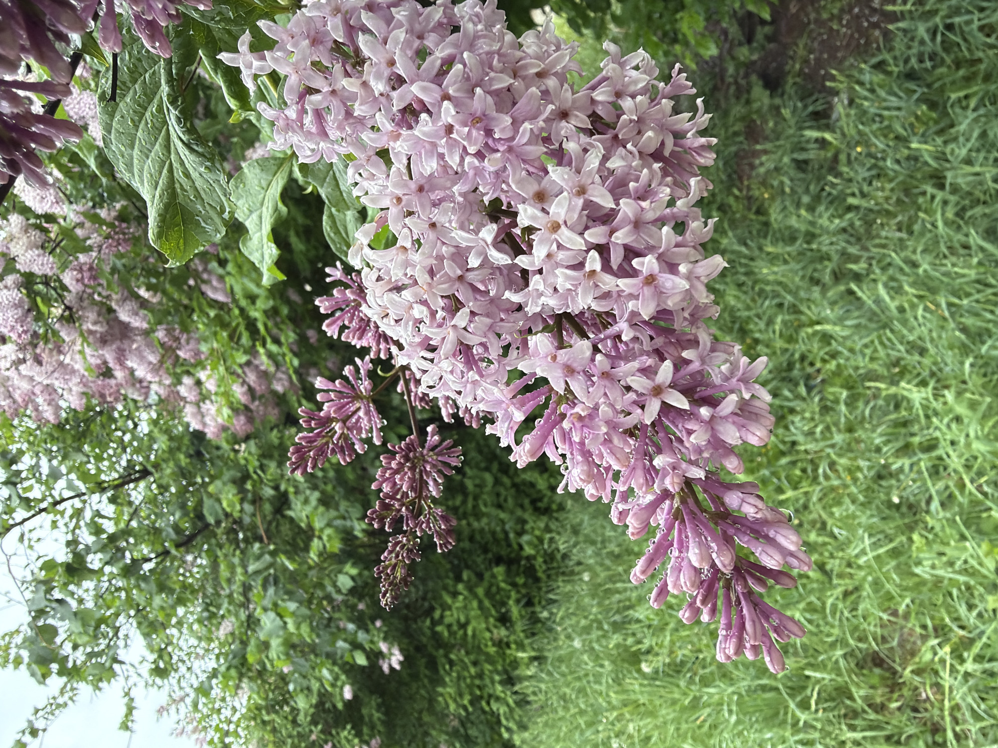 The image shows a close-up of a lilac bush in full bloom. The blossoms are a light purple color, and they are covered in water droplets, suggesting it has recently rained. The background is a blurred mix of green foliage and grass. The location is Chaikovsky, Russia.