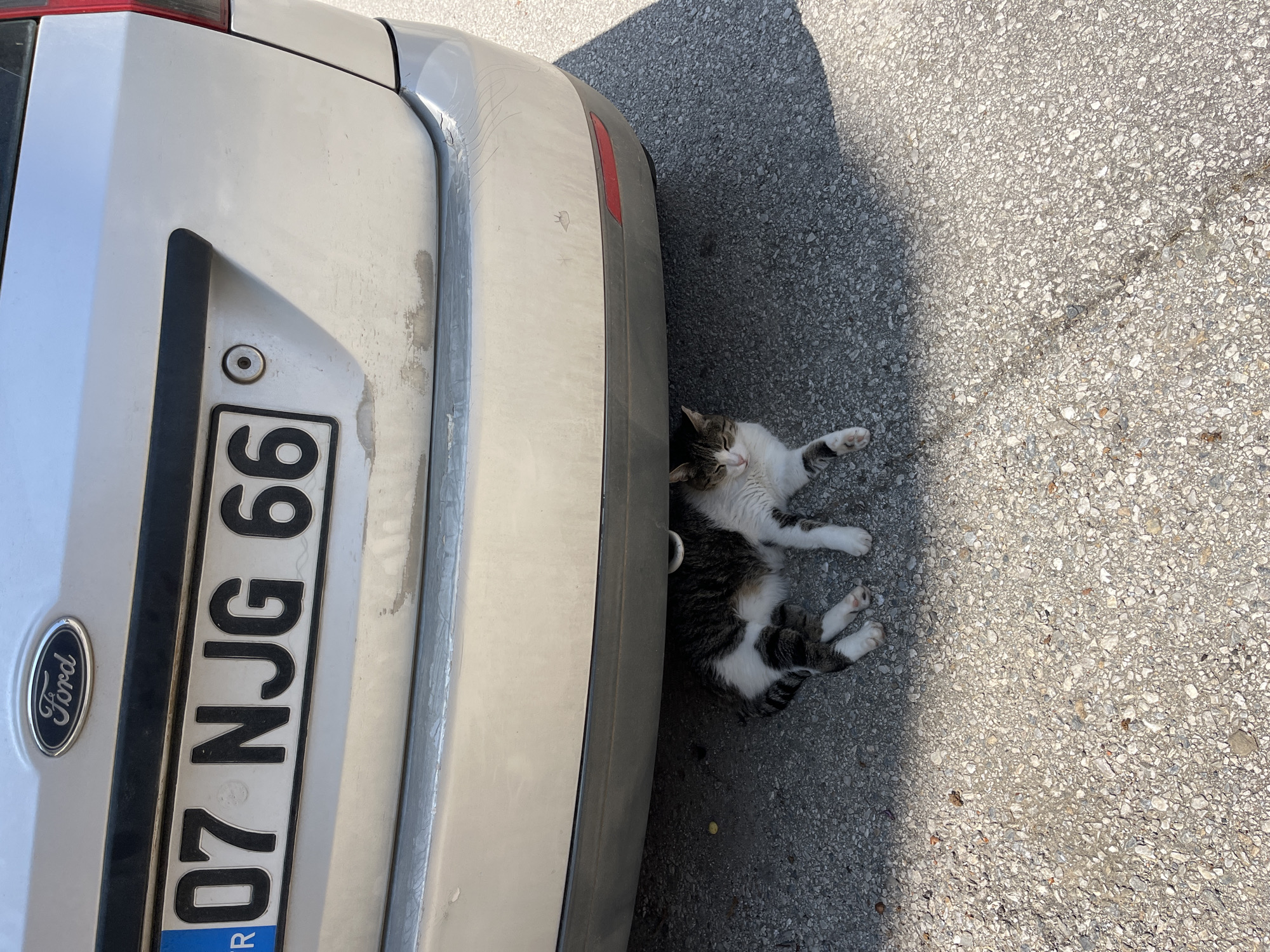 A street-level shot captures a domestic tabby and white cat relaxing on its back, partially in the shade, next to the rear bumper of a silver Ford car. The car's license plate, prominently displayed, reads "07 NJG 66," with "TR" visible at the bottom, confirming the location in Turkey (specifically, Antalya province which includes Alanya).
The scene is bathed in bright sunlight, with a clear shadow cast by the vehicle, indicating a sunny daytime setting. The asphalt ground is visible, textured with small stones. The car's rear bumper shows some minor scuff marks and dirt accumulation, suggesting typical use. The cat appears calm and comfortable, stretching out on the warm ground. The composition, angled from above, highlights the cat's relaxed posture and its proximity to the car.